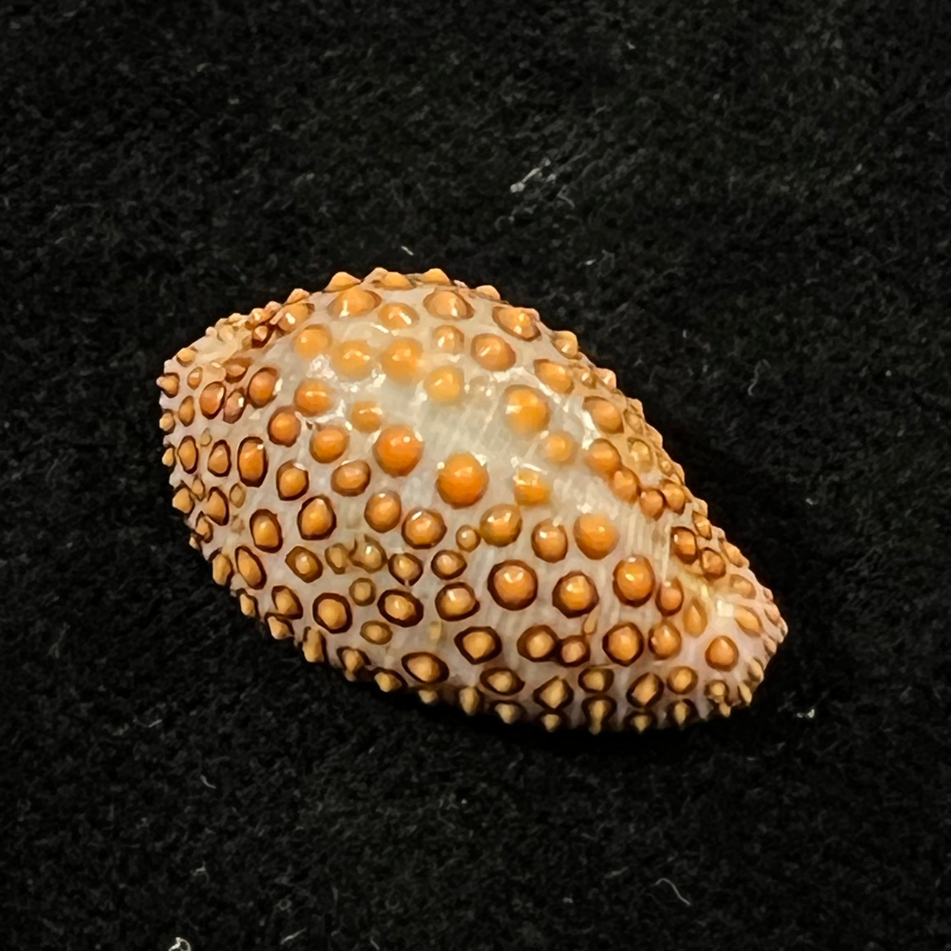 Jenneria pustulata ([Lightfoot], 1786) - 22mm