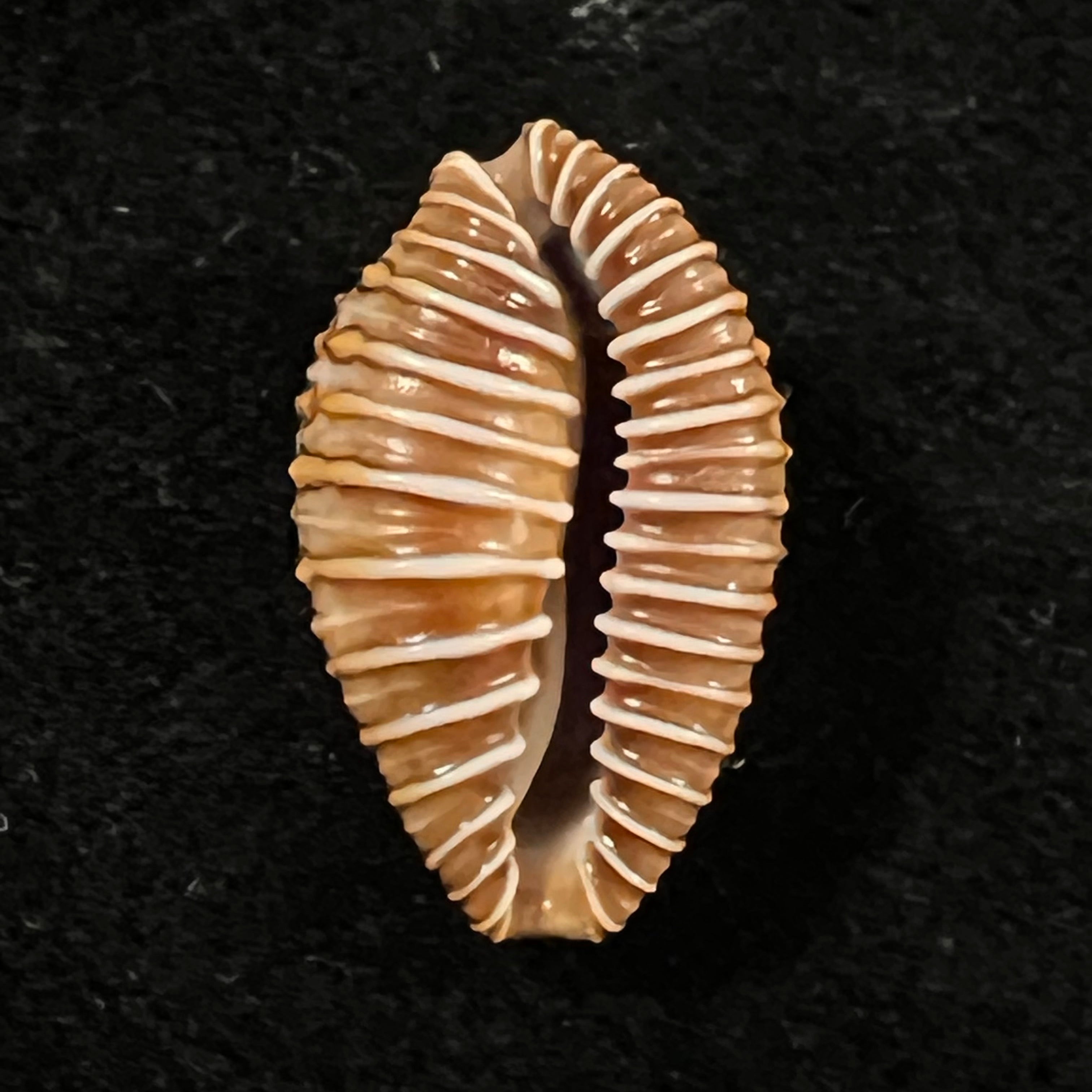 Jenneria pustulata ([Lightfoot], 1786) - 22mm