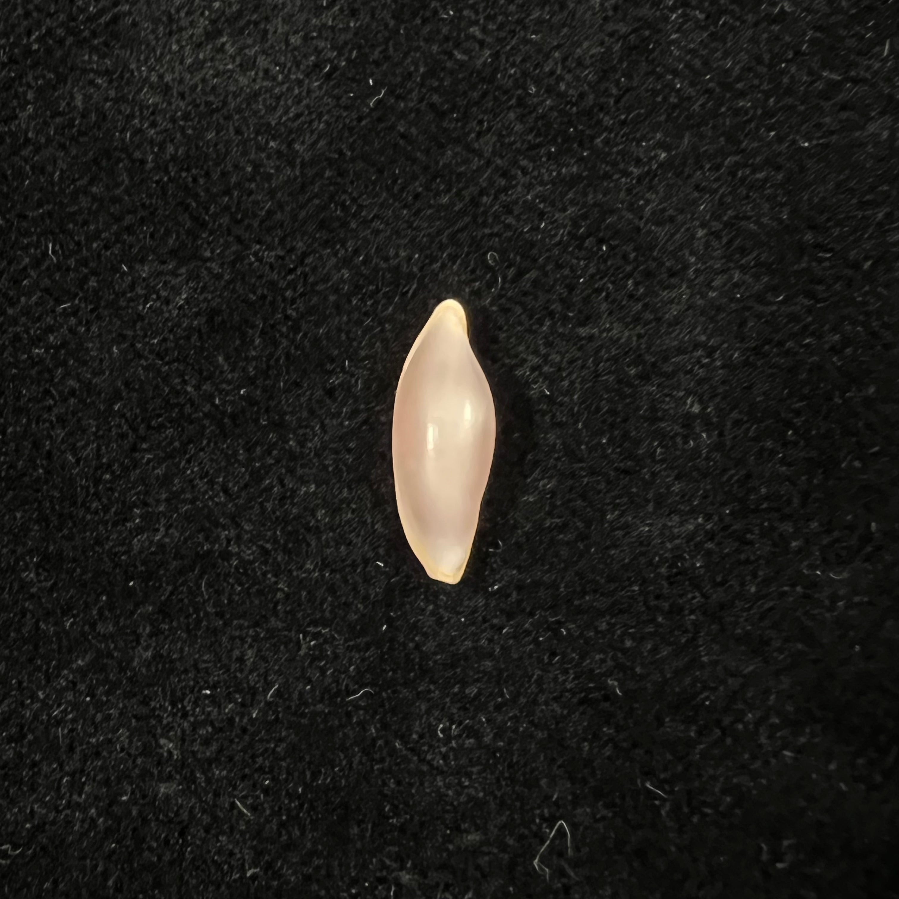 Naviculavolva massierorum (Fehse, 1999) - 15mm