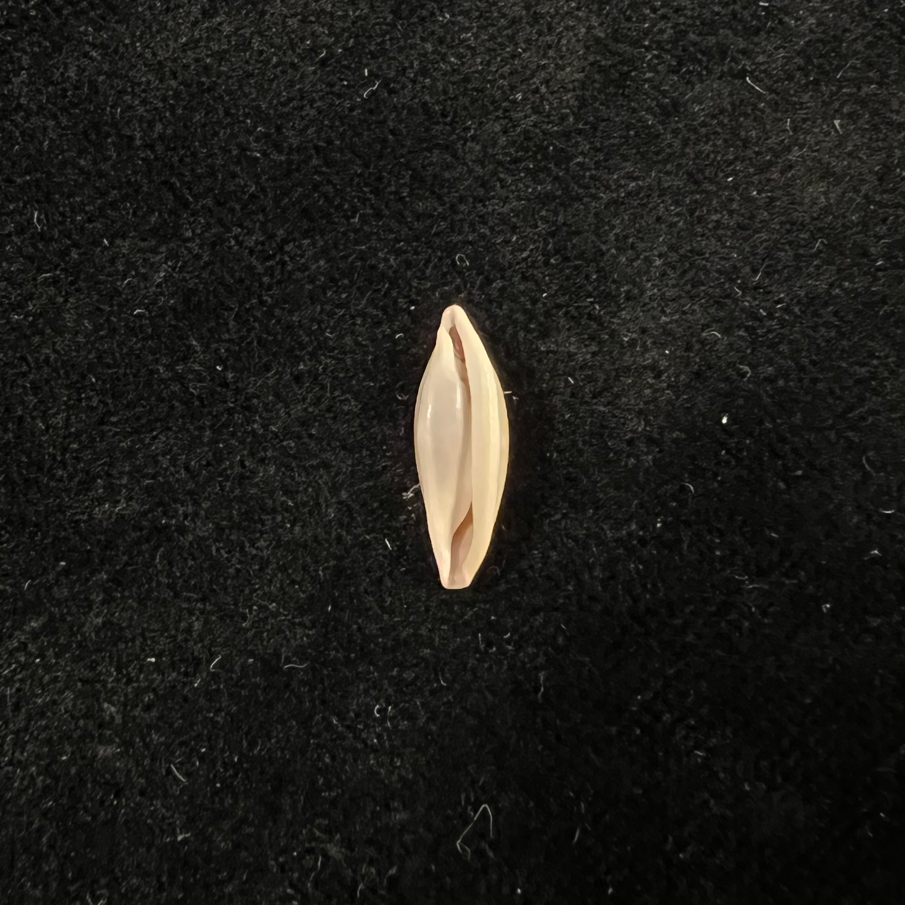 Naviculavolva massierorum (Fehse, 1999) - 15,2mm