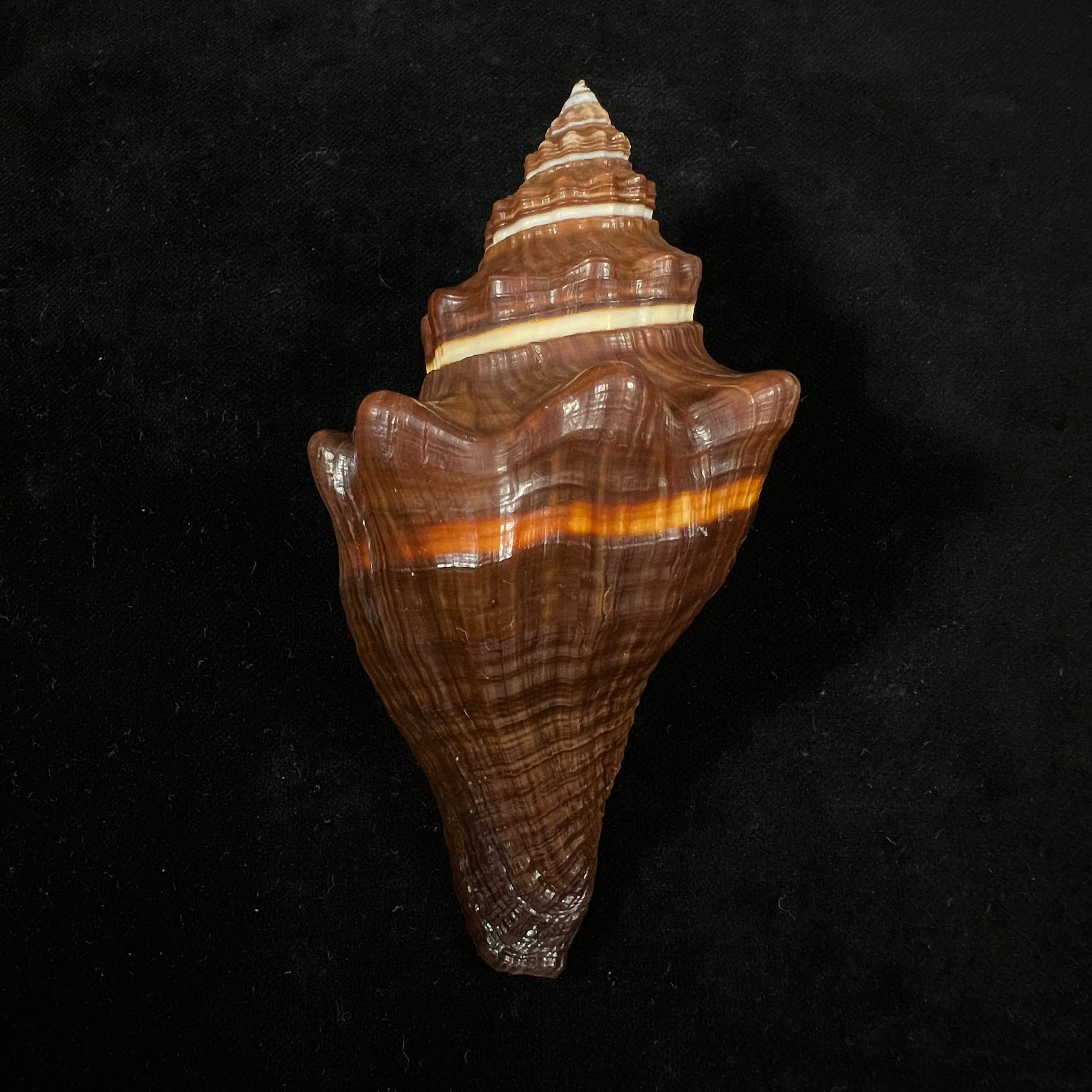 Pugilina tupiniquim Abbate & Simone, 2015 - 113,8mm
