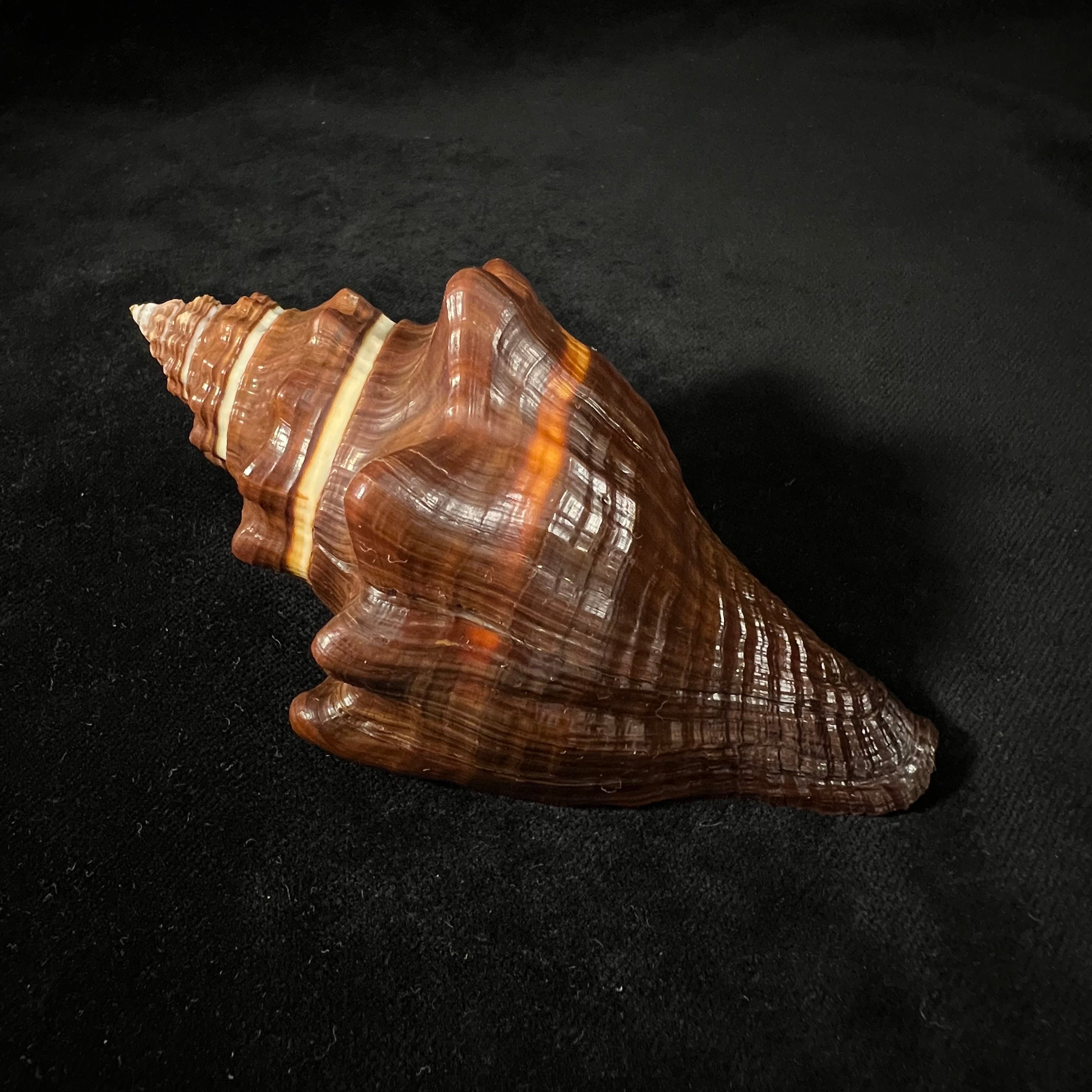 Pugilina tupiniquim Abbate & Simone, 2015 - 113,8mm
