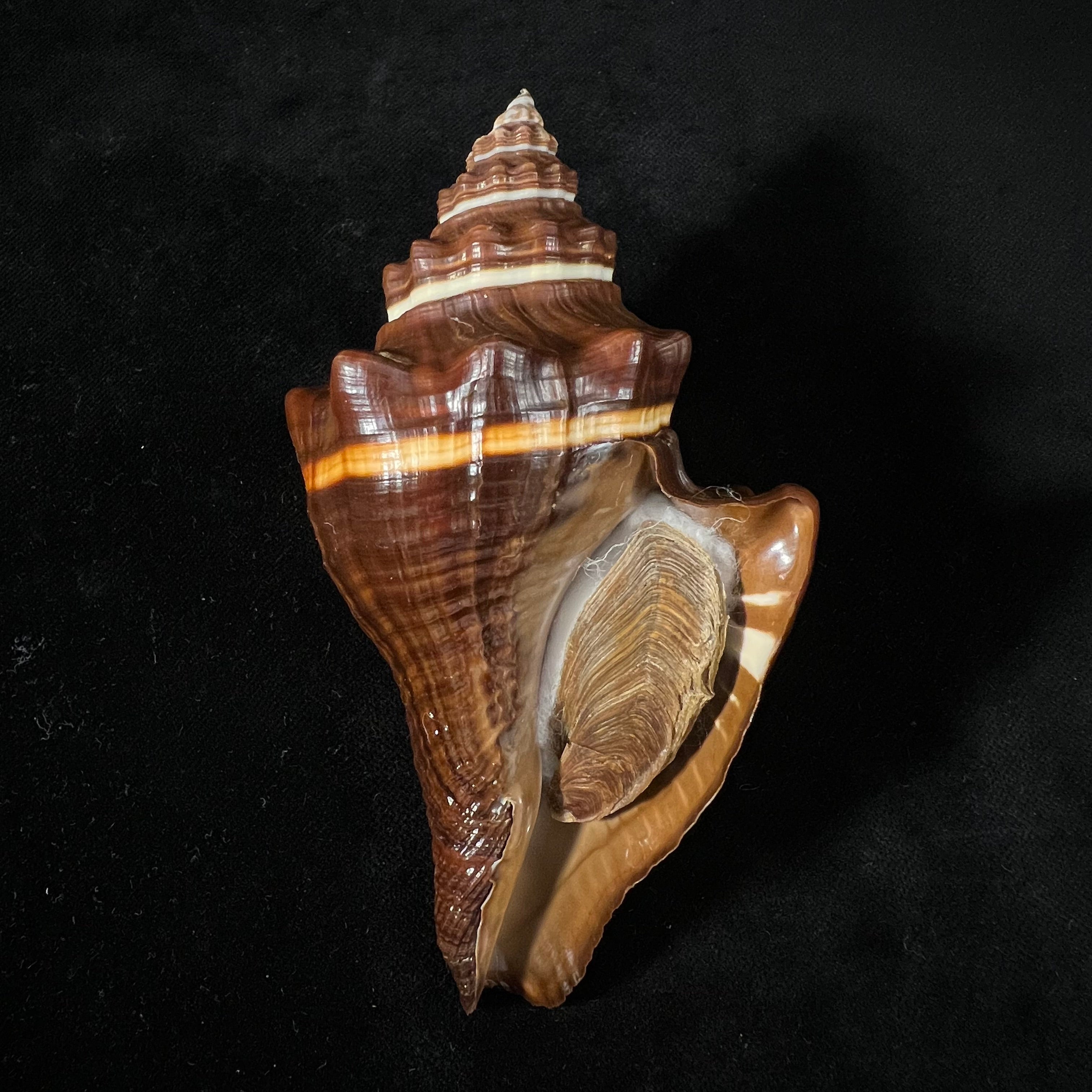 Pugilina tupiniquim Abbate & Simone, 2015 - 113,8mm
