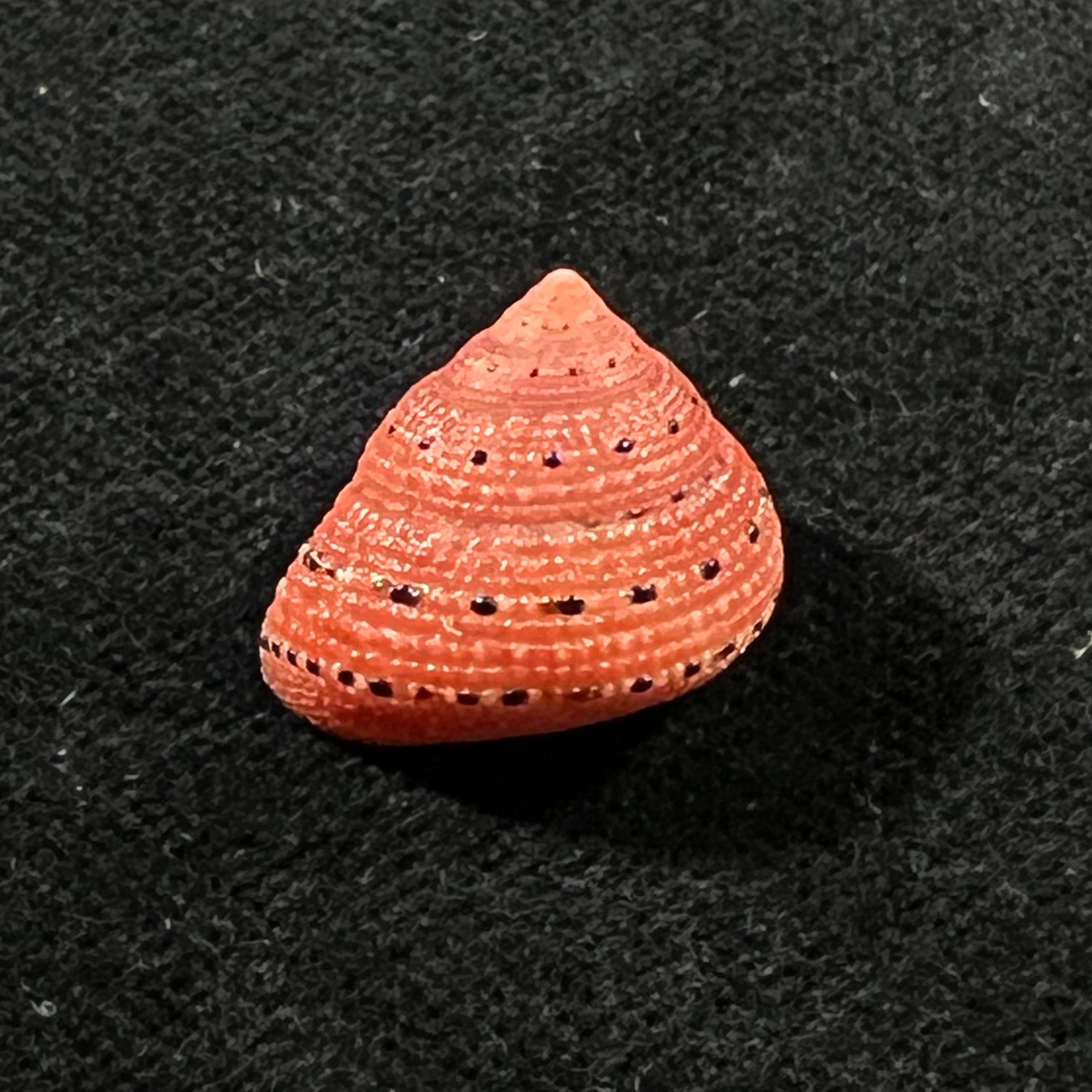 Clanculus puniceus (Philippi, 1846) - 16,7mm