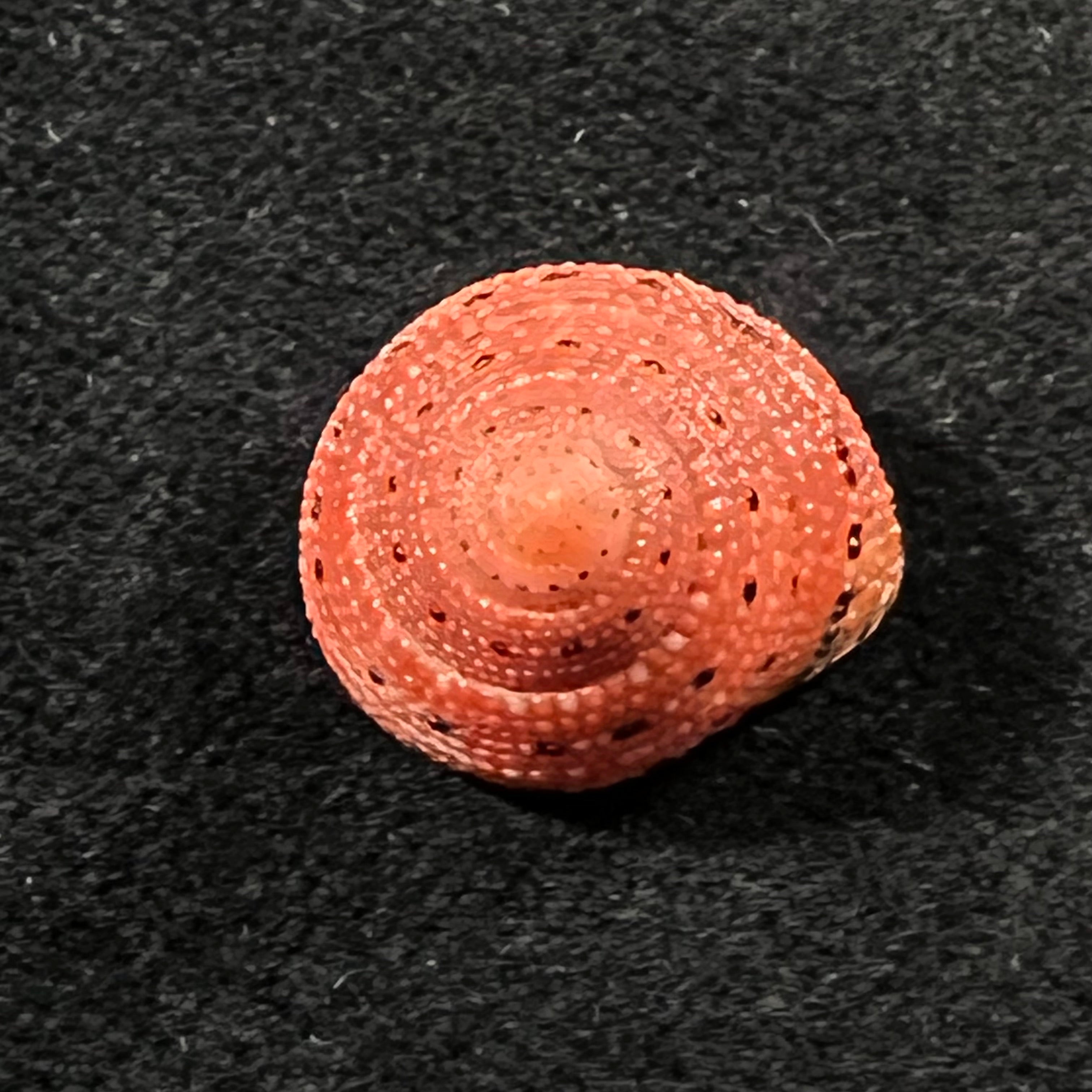 Clanculus puniceus (Philippi, 1846) - 16,7mm