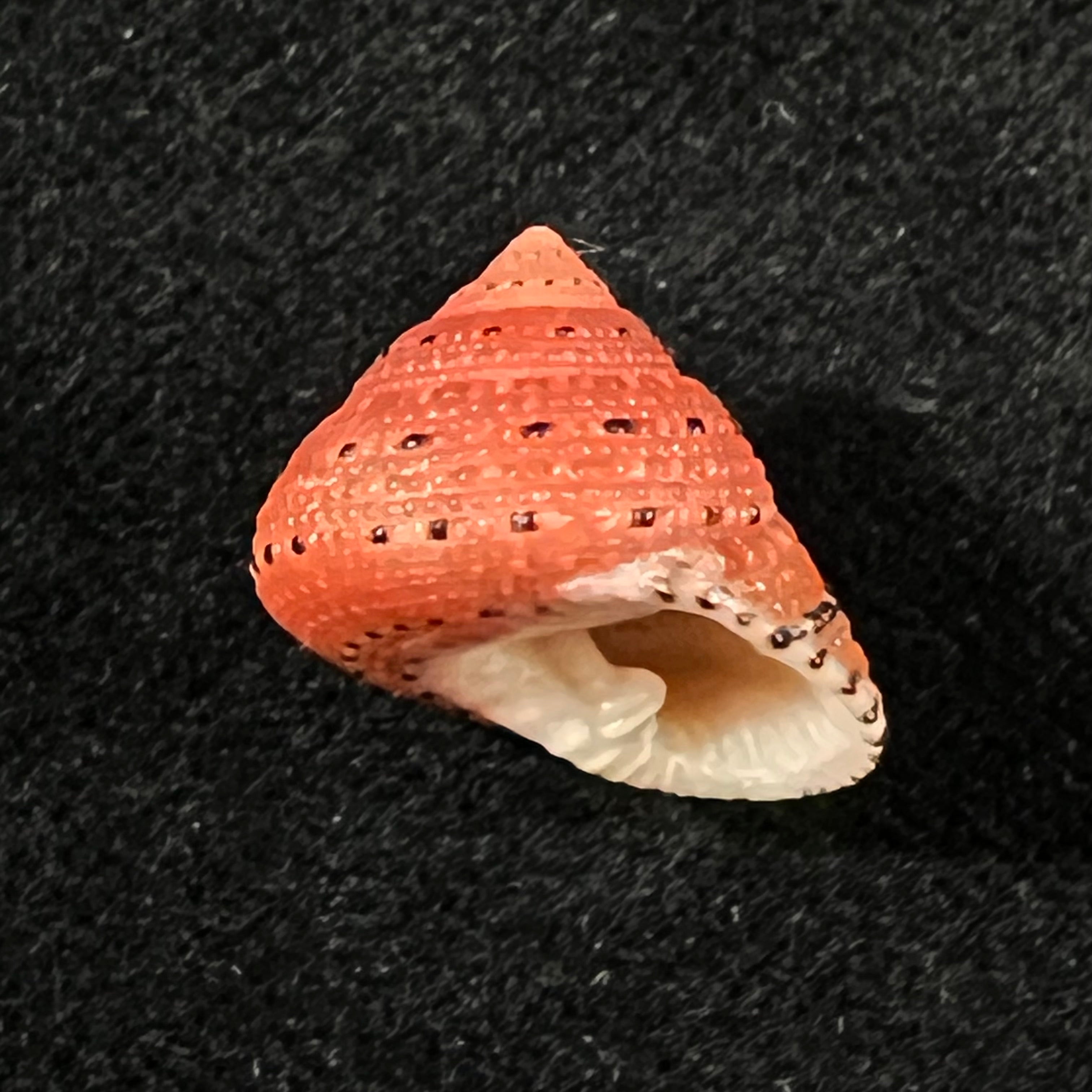 Clanculus puniceus (Philippi, 1846) - 16,7mm