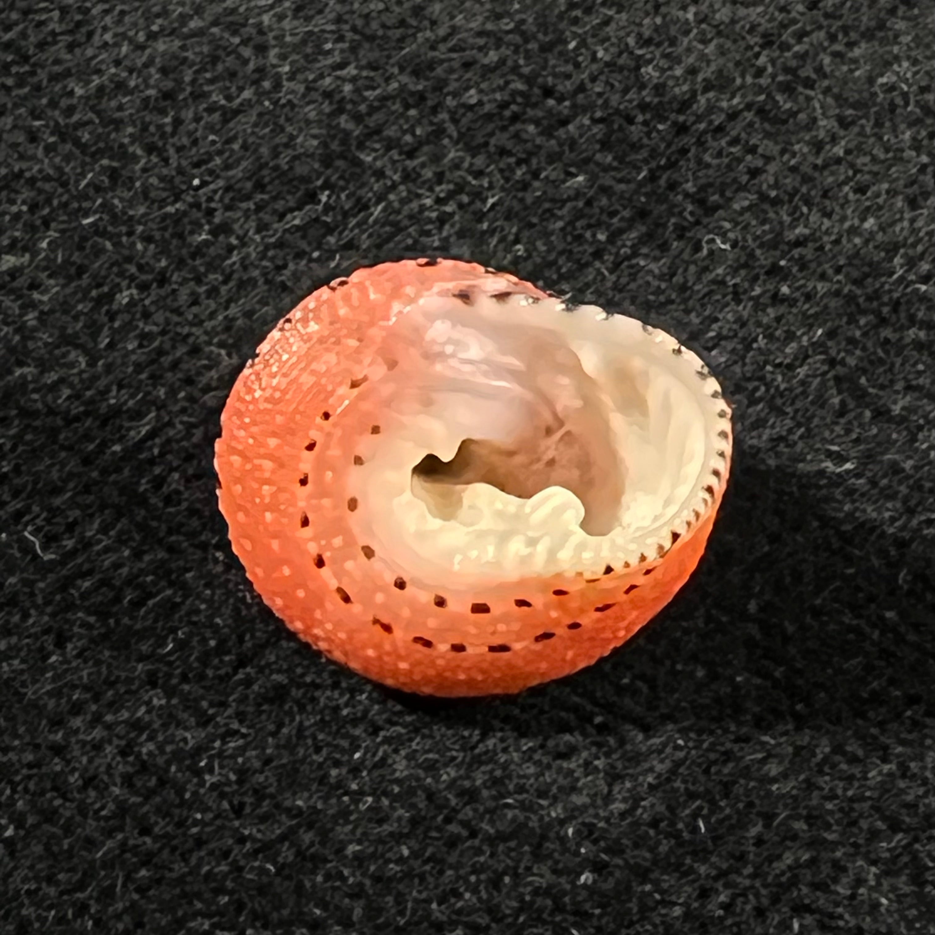 Clanculus puniceus (Philippi, 1846) - 16,7mm