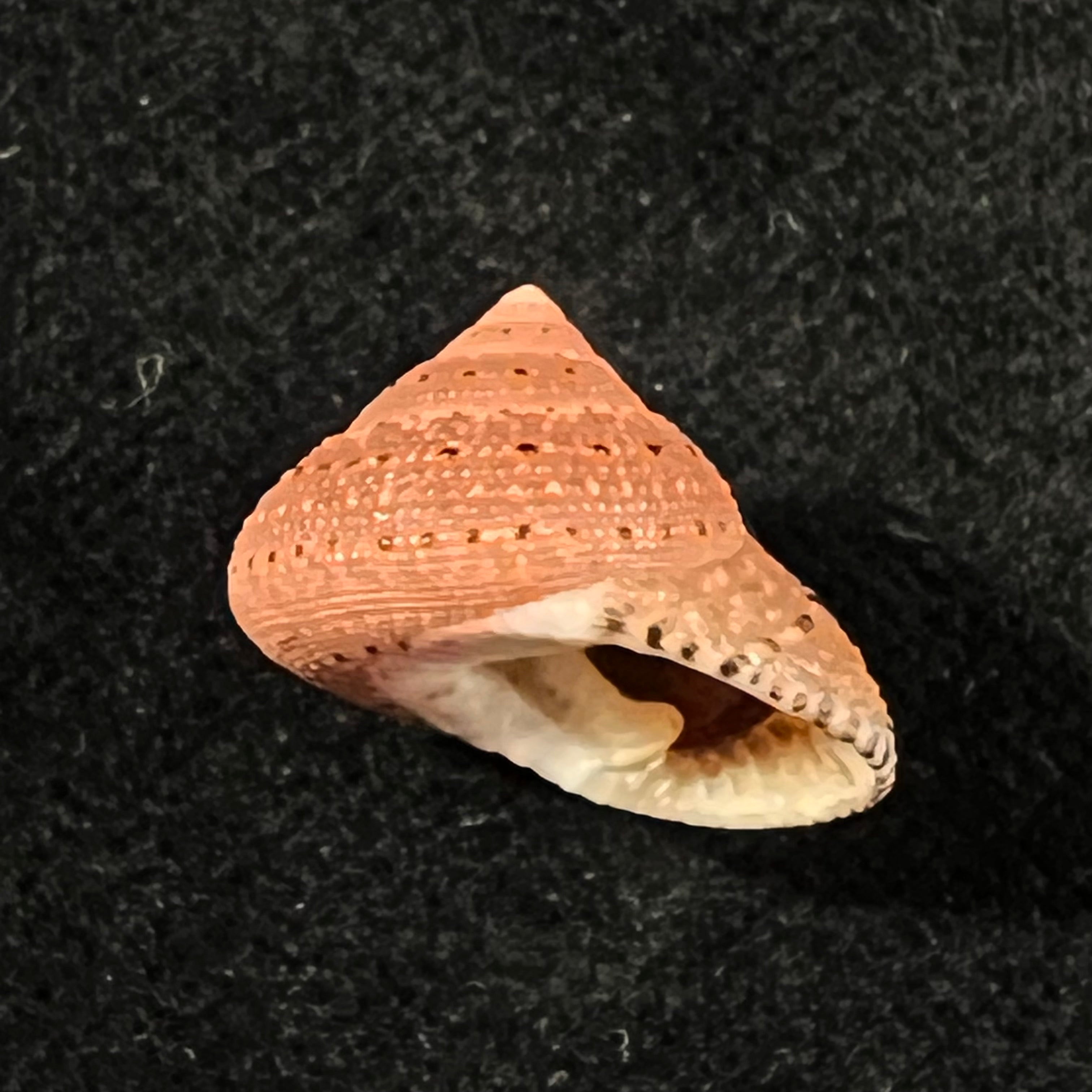 Clanculus puniceus (Philippi, 1846) - 17,6mm