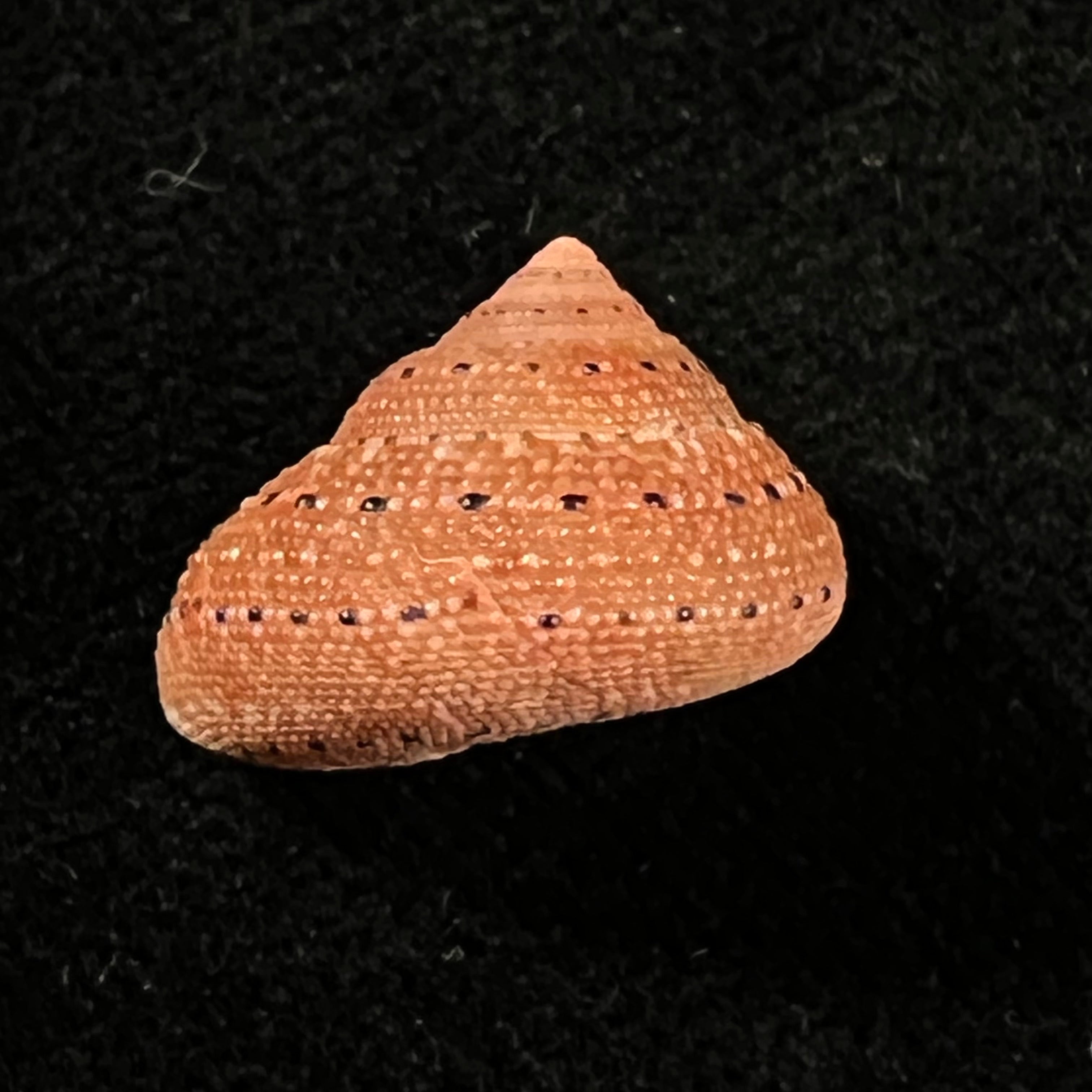 Clanculus puniceus (Philippi, 1846) - 17,6mm