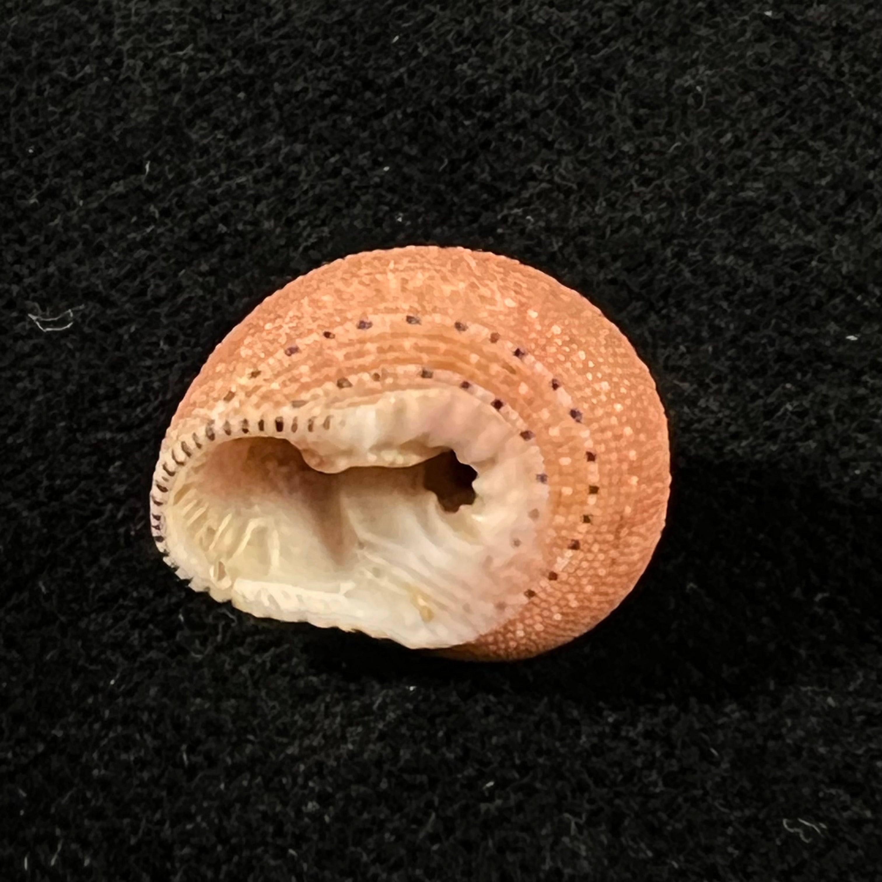 Clanculus puniceus (Philippi, 1846) - 17,6mm