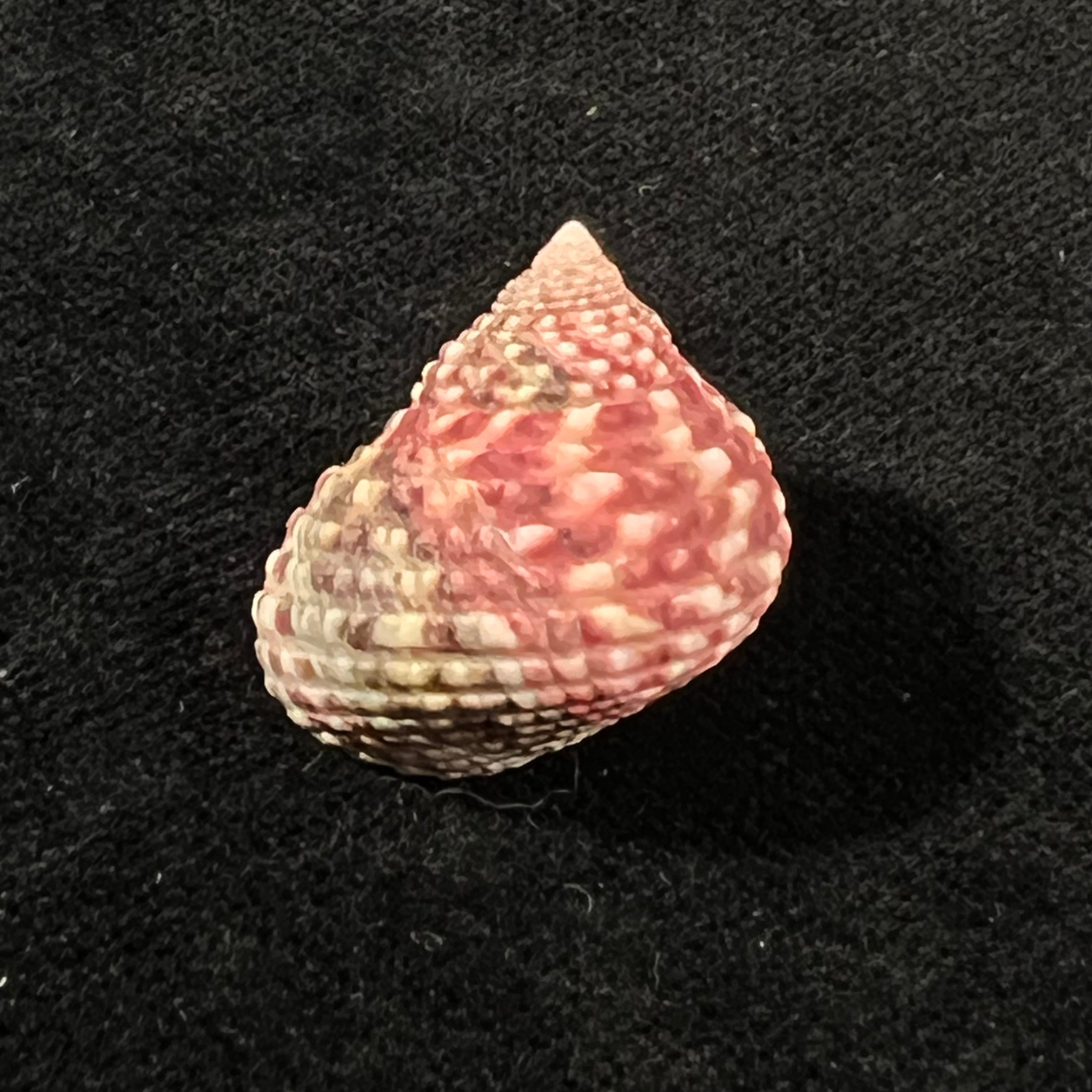 Monodonta labio (Linnaeus, 1758) - 22,7mm