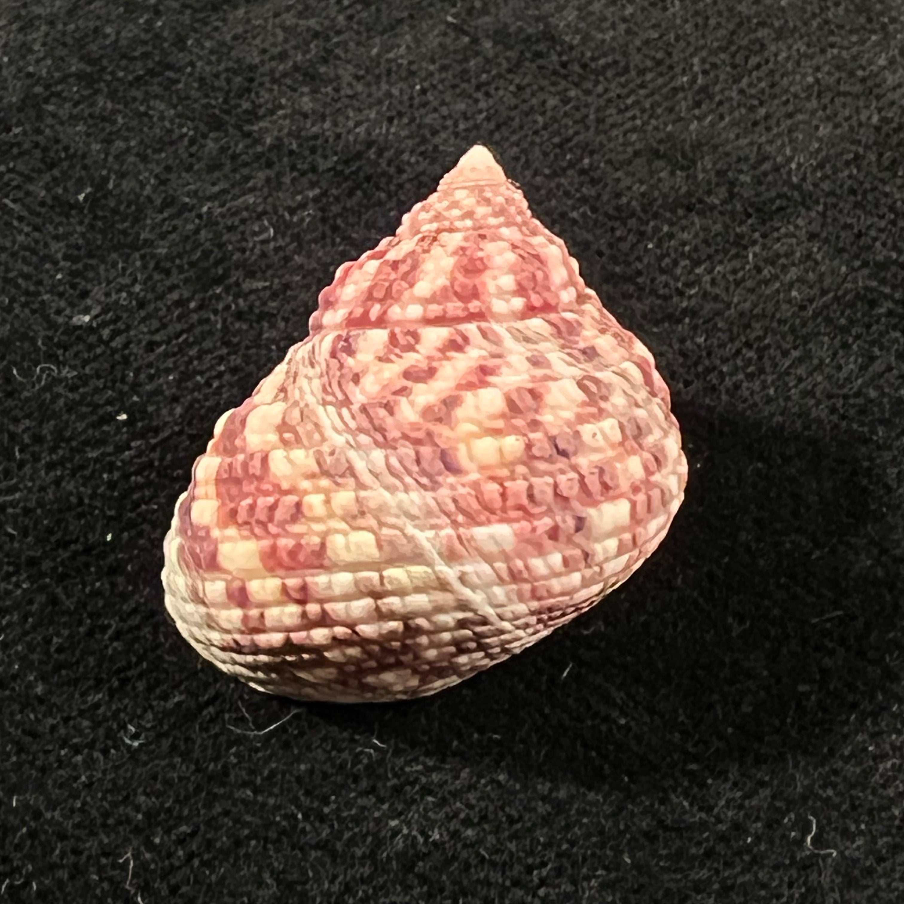 Monodonta labio (Linnaeus, 1758) - 26,4mm