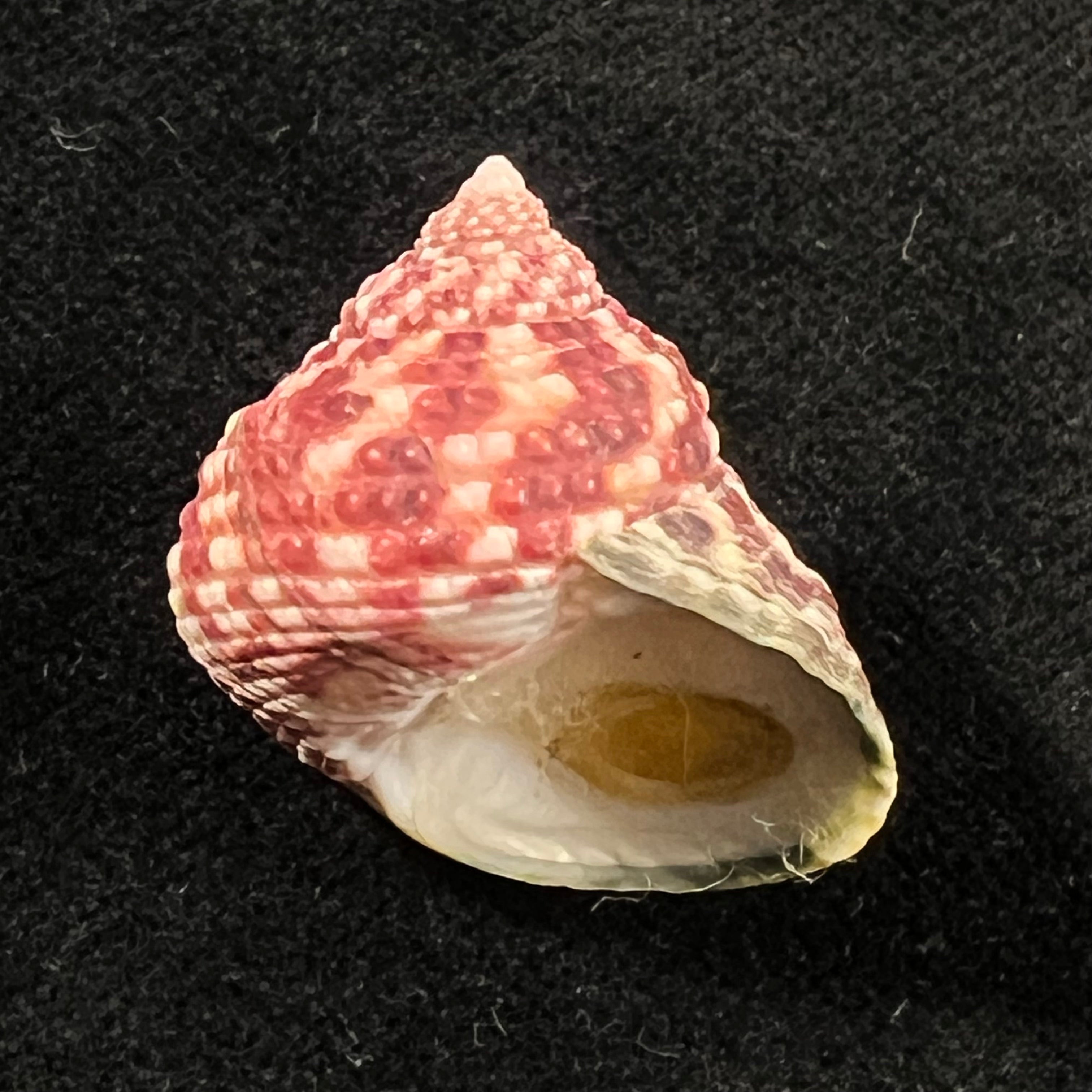 Monodonta labio (Linnaeus, 1758) - 26,4mm