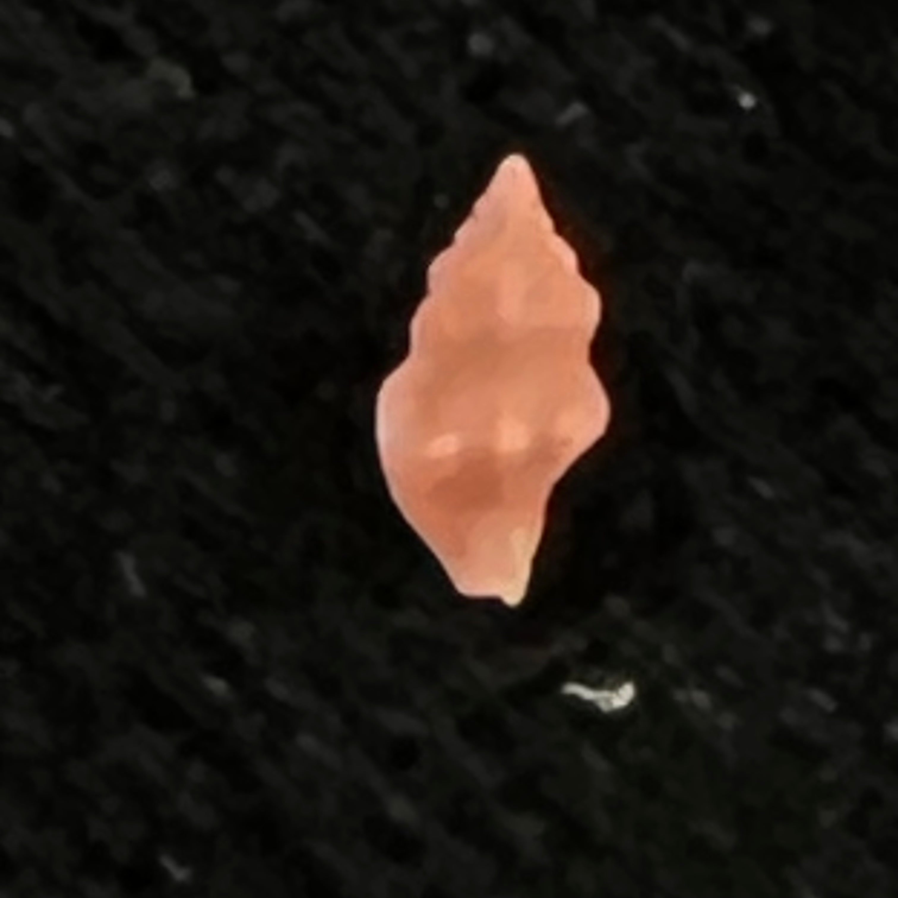 Hemilienardia malleti (Récluz, 1852) - 5mm