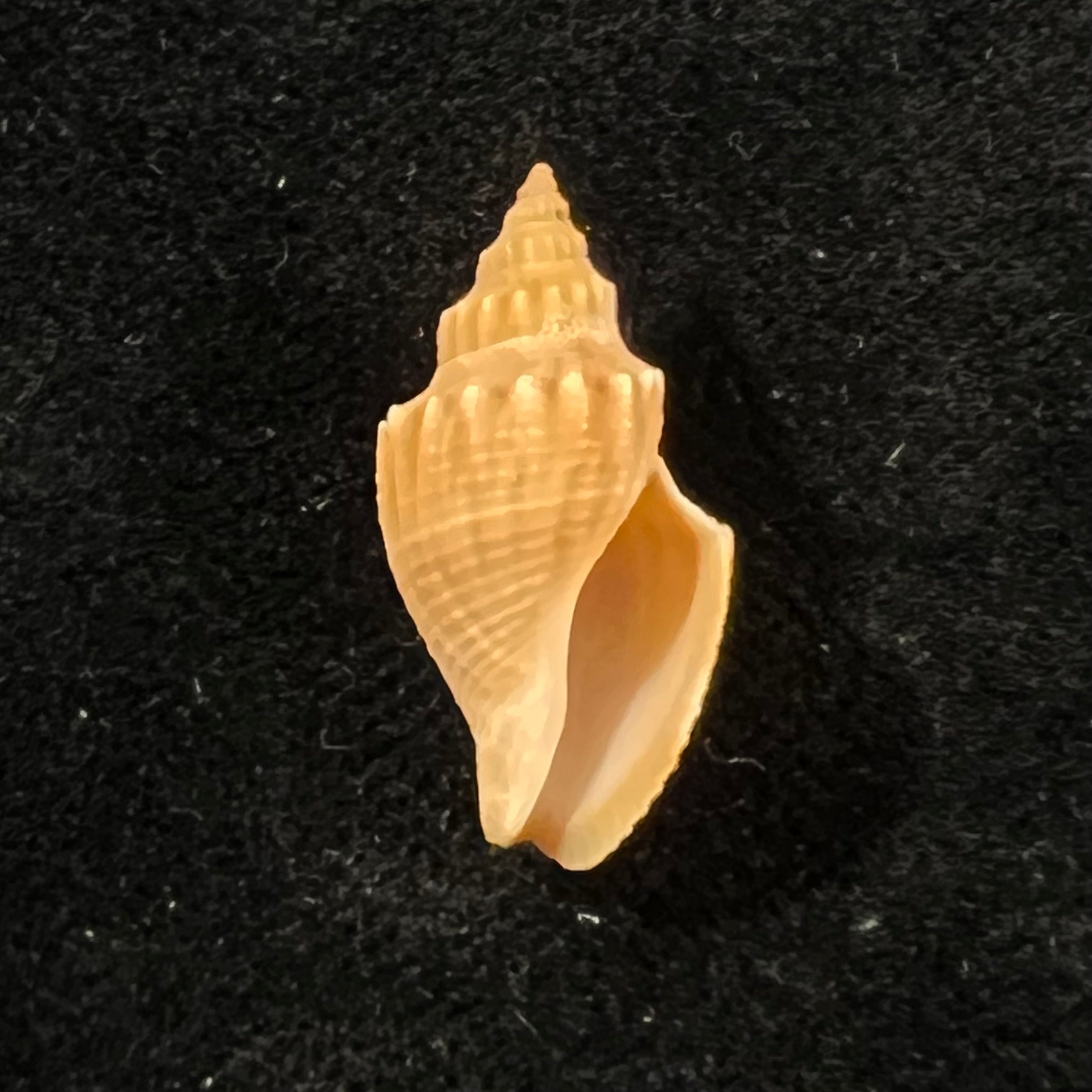 Austrotoma aguayoi (Carcelles, 1953) - 22,4mm