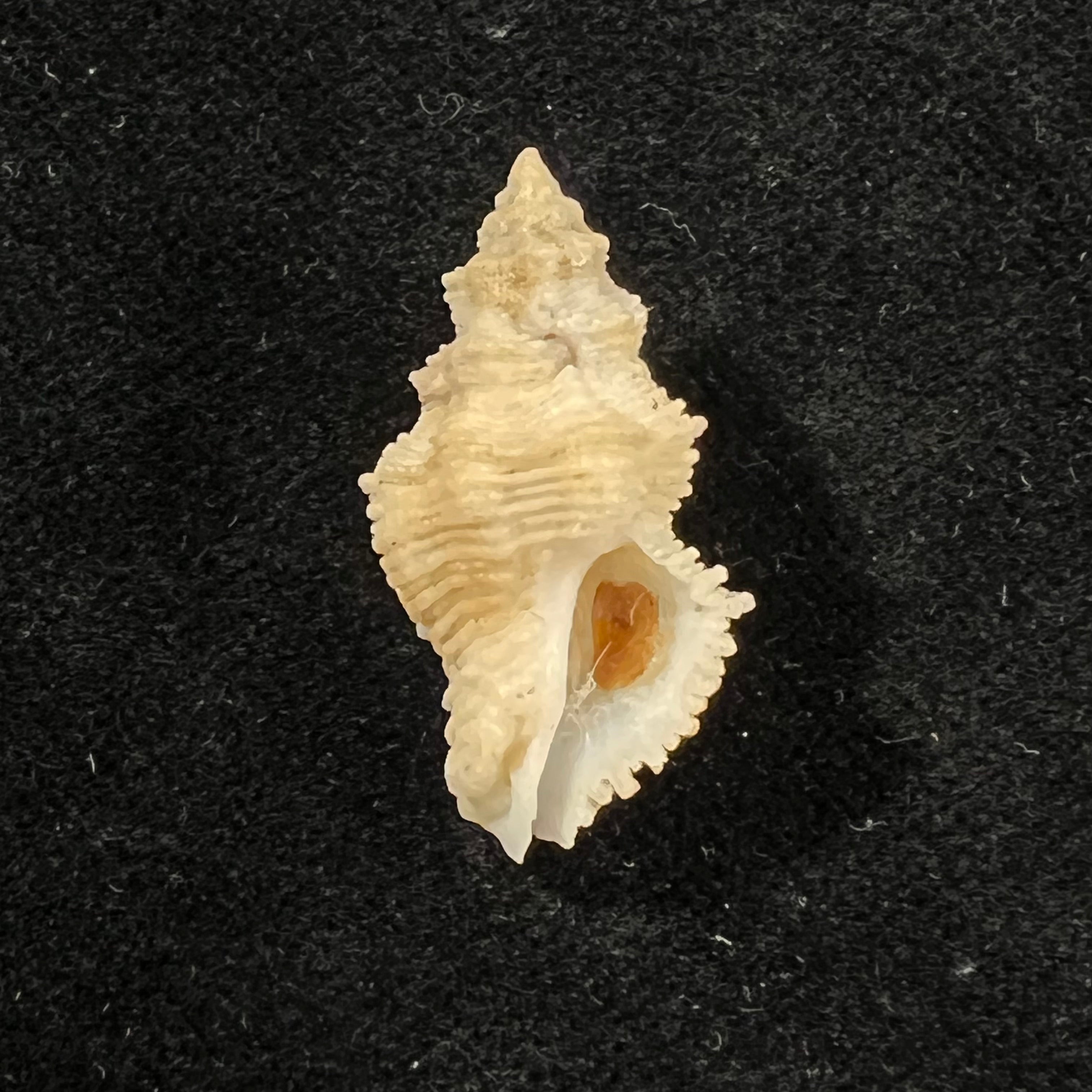 Babelomurex mansfieldi (T. L. McGinty, 1940) - 27,6mm