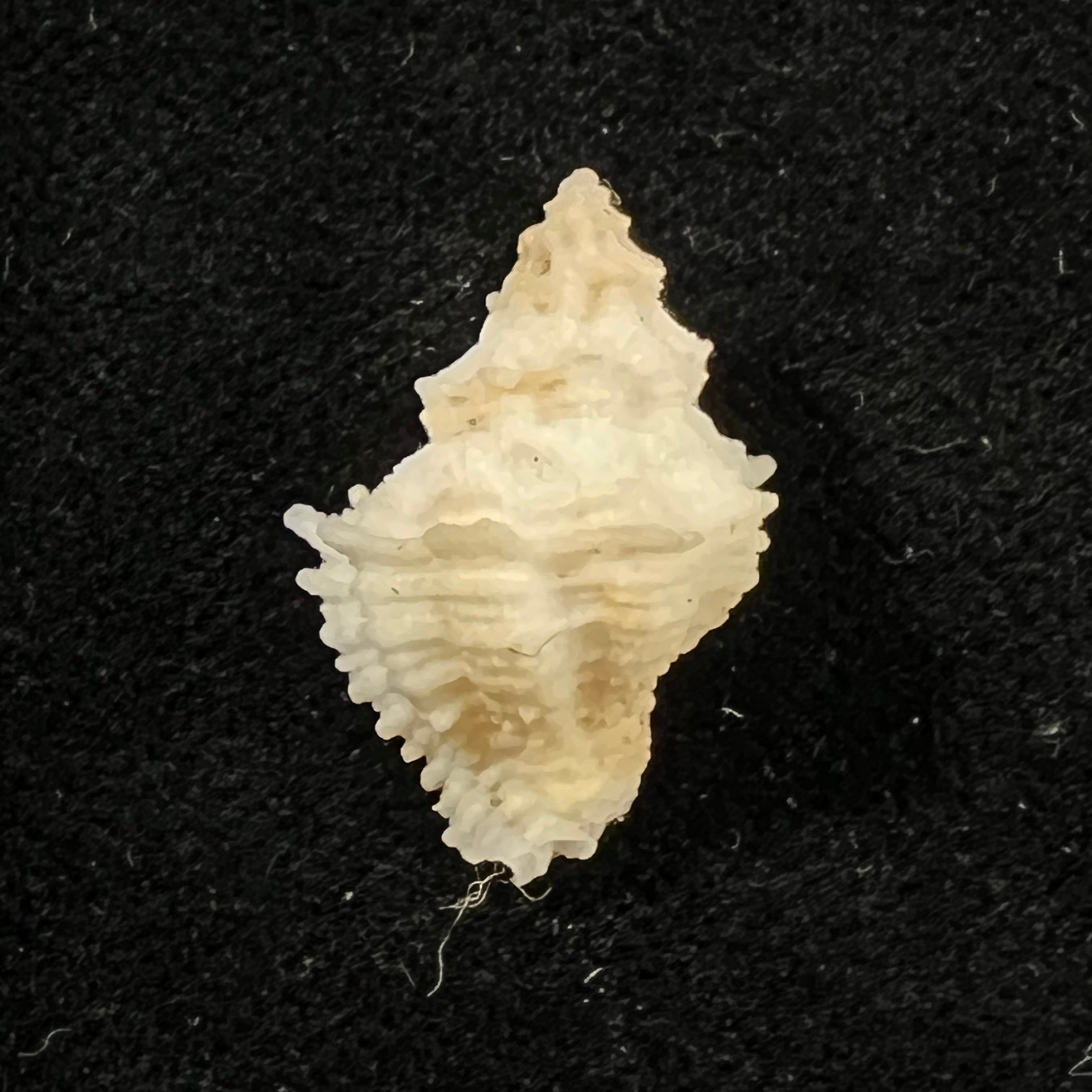 Babelomurex mansfieldi (T. L. McGinty, 1940) - 21,3mm