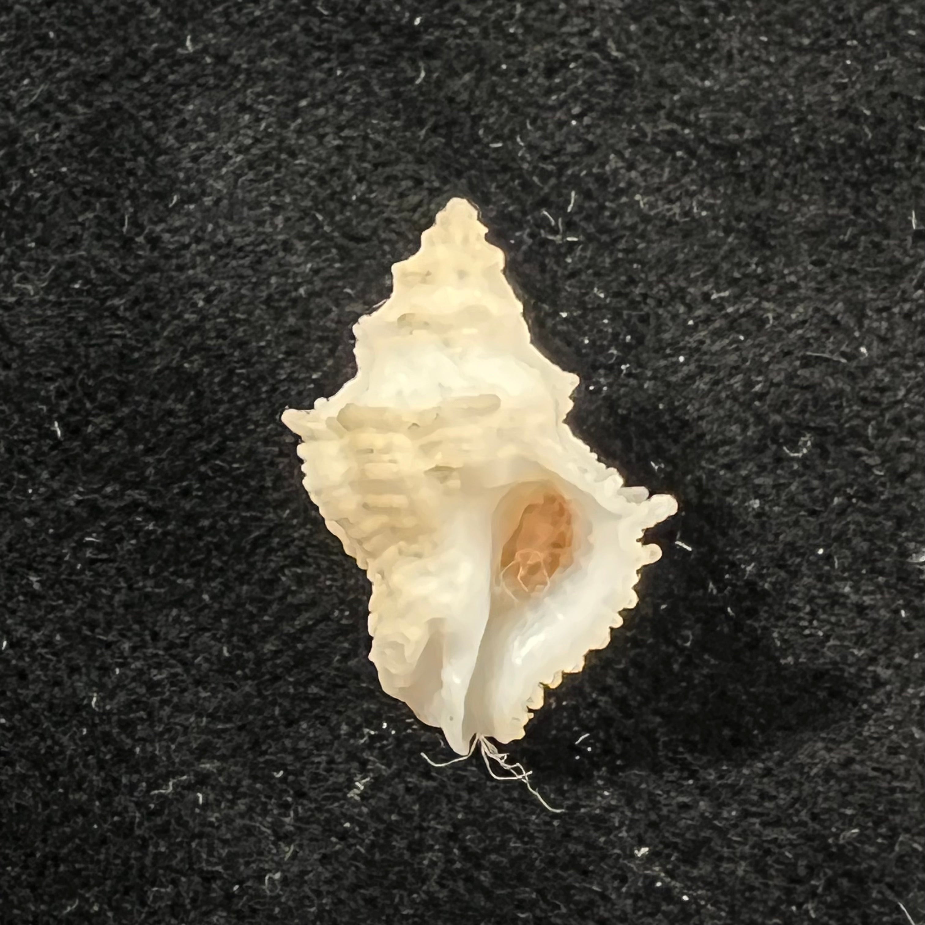 Babelomurex mansfieldi (T. L. McGinty, 1940) - 21,3mm