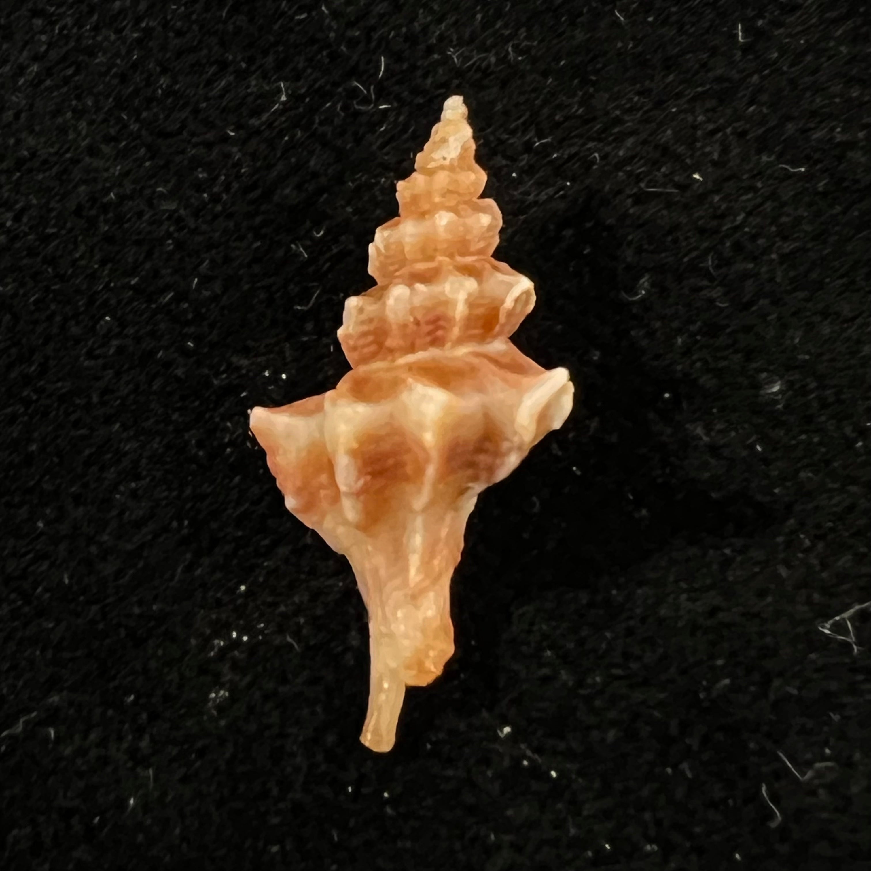 Trophon pelseneeri E. A. Smith, 1915 - 24,8mm