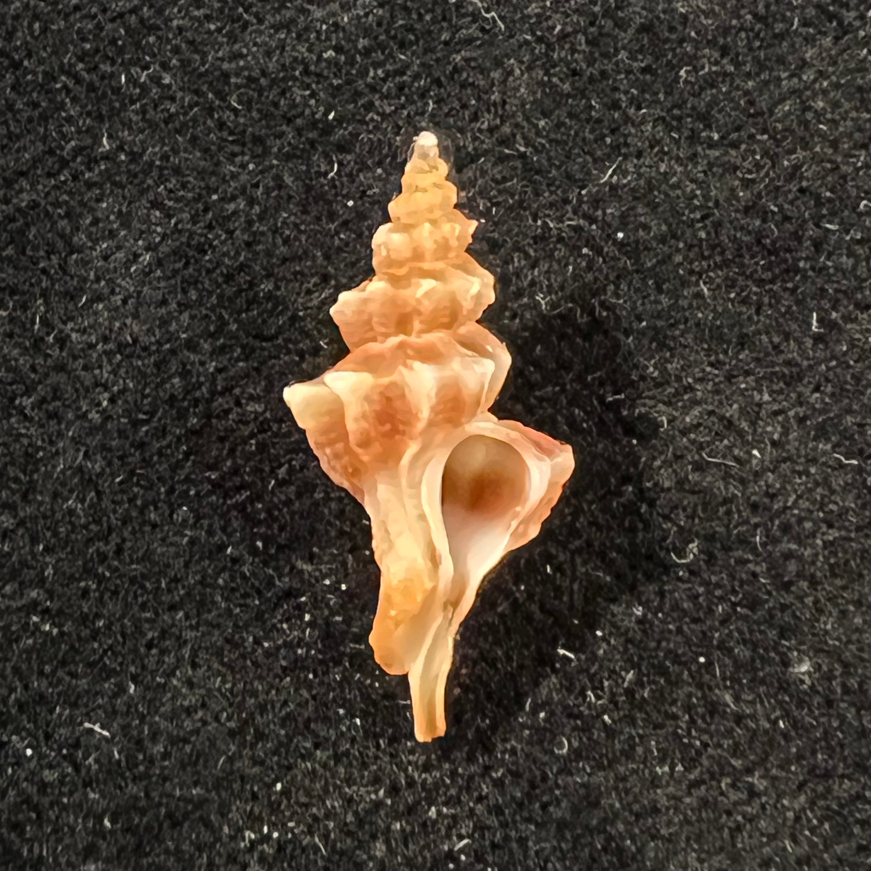 Trophon pelseneeri E. A. Smith, 1915 - 24,8mm