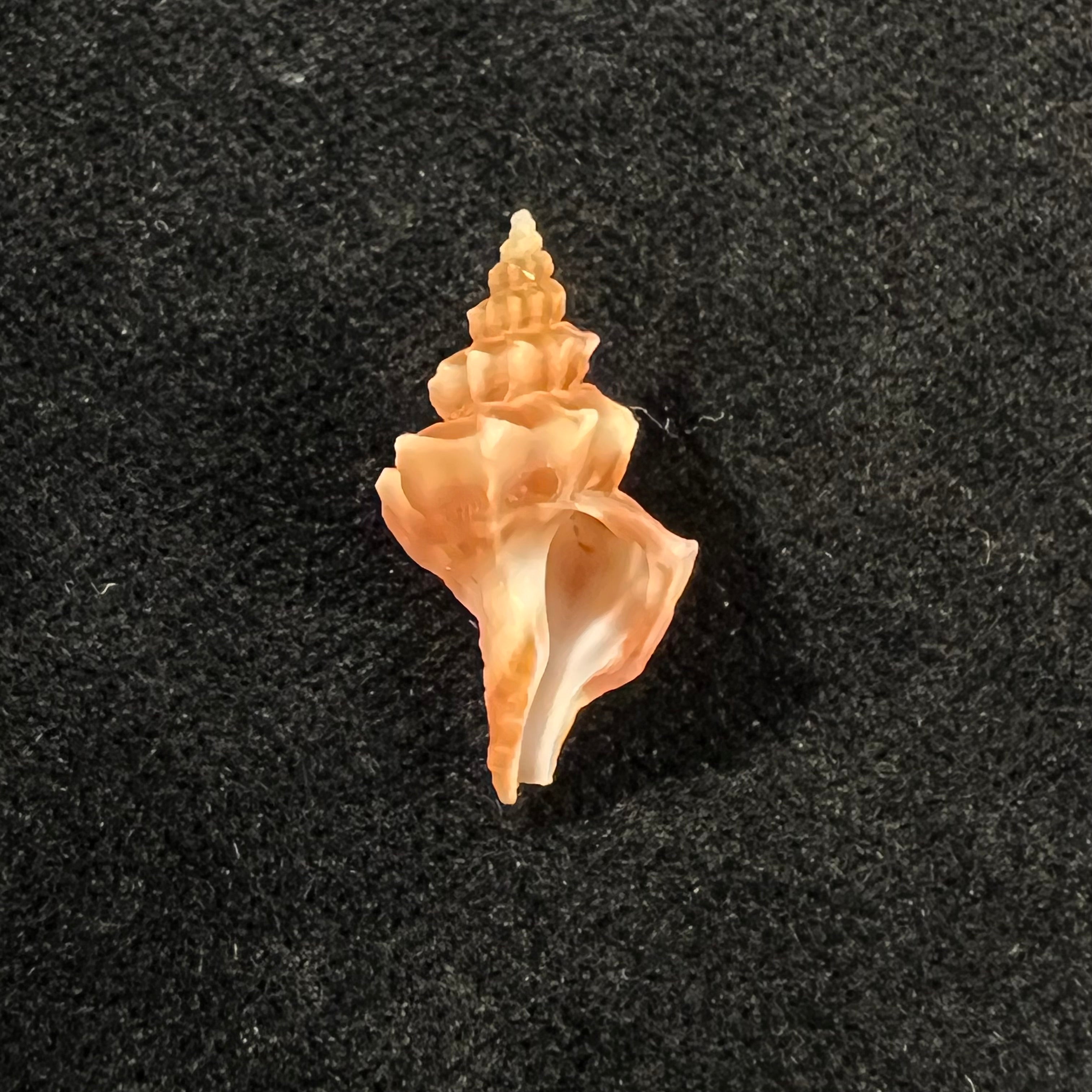 Trophon pelseneeri E. A. Smith, 1915 - 21,1mm