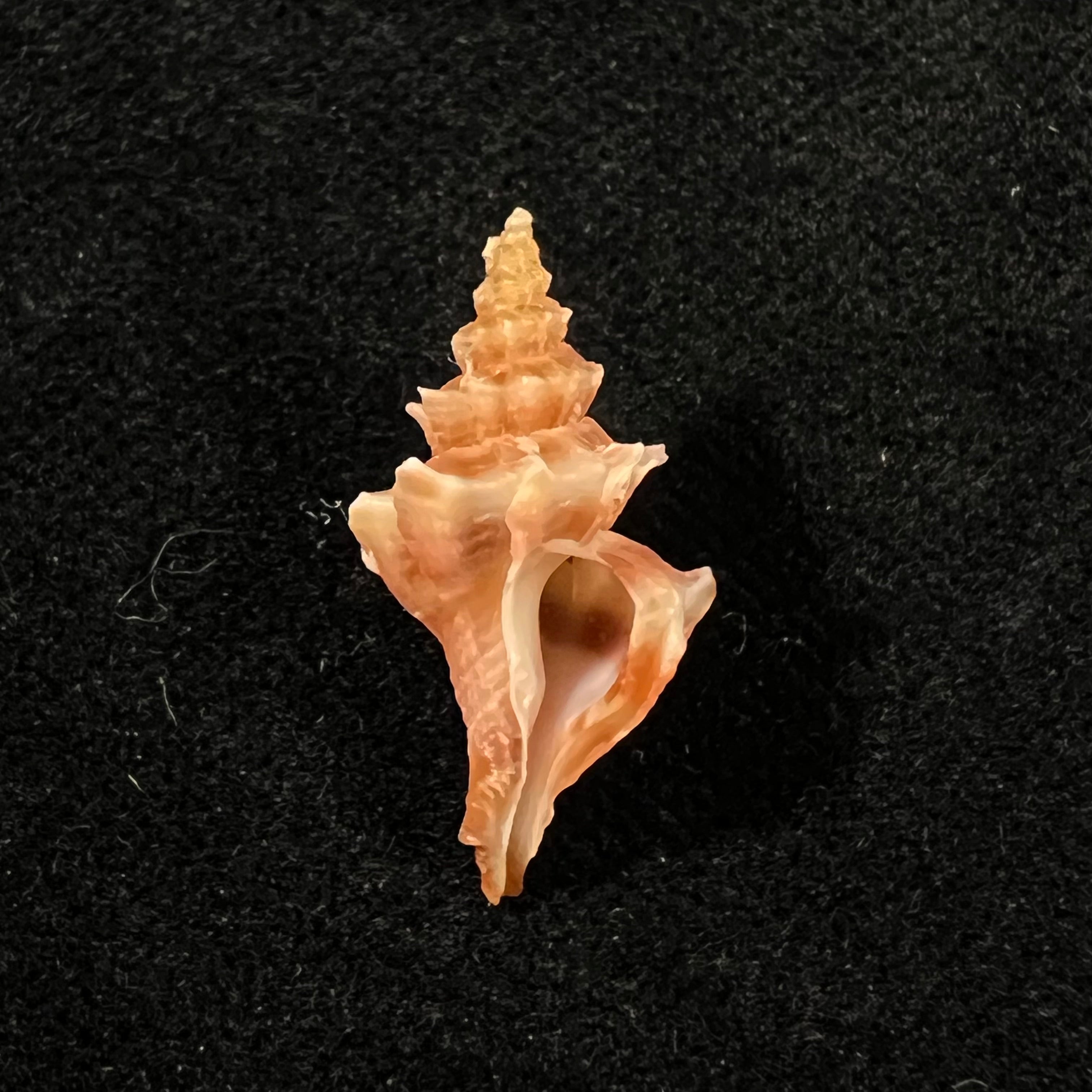 Trophon pelseneeri E. A. Smith, 1915 - 21,6mm