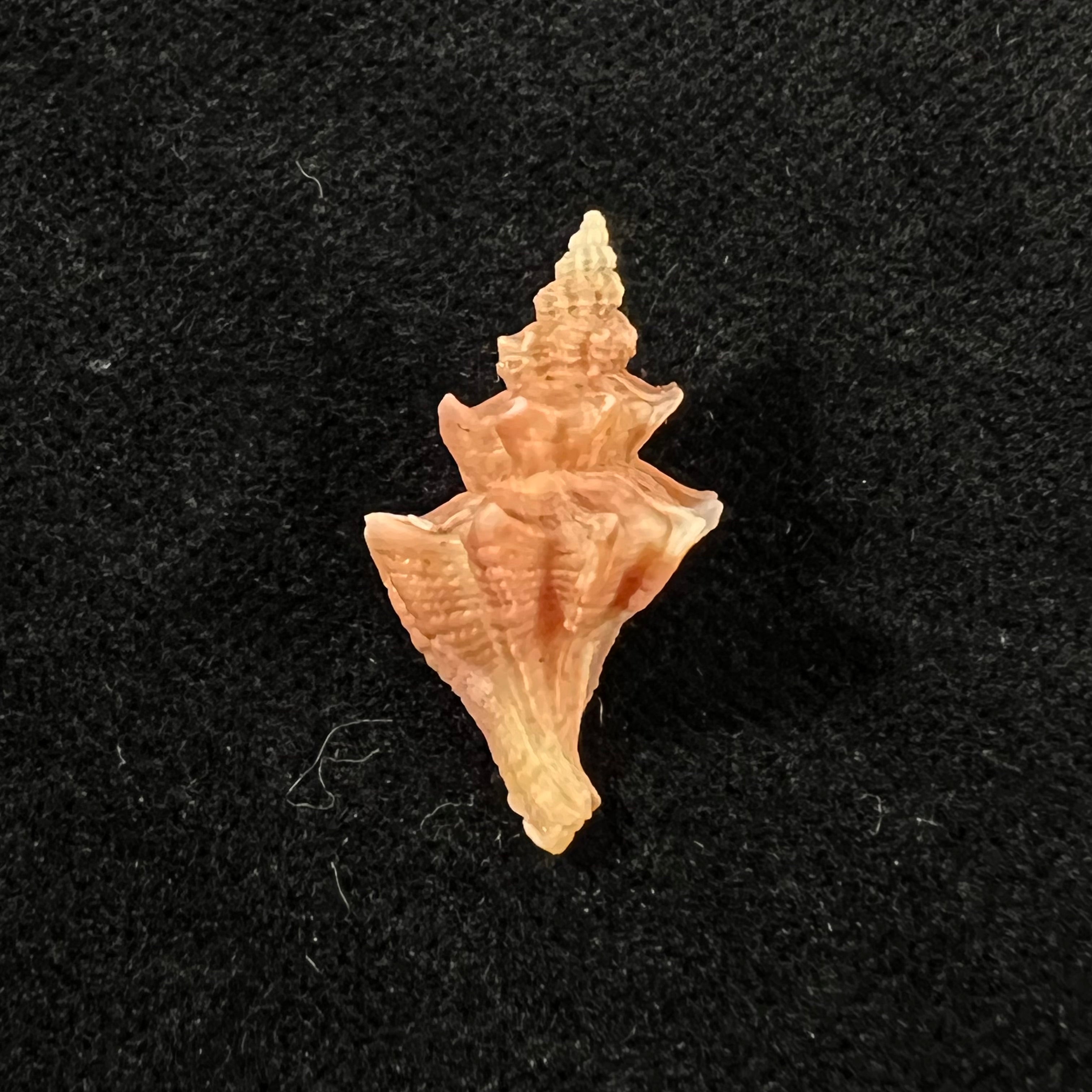 Trophon pelseneeri E. A. Smith, 1915 - 22,5mm