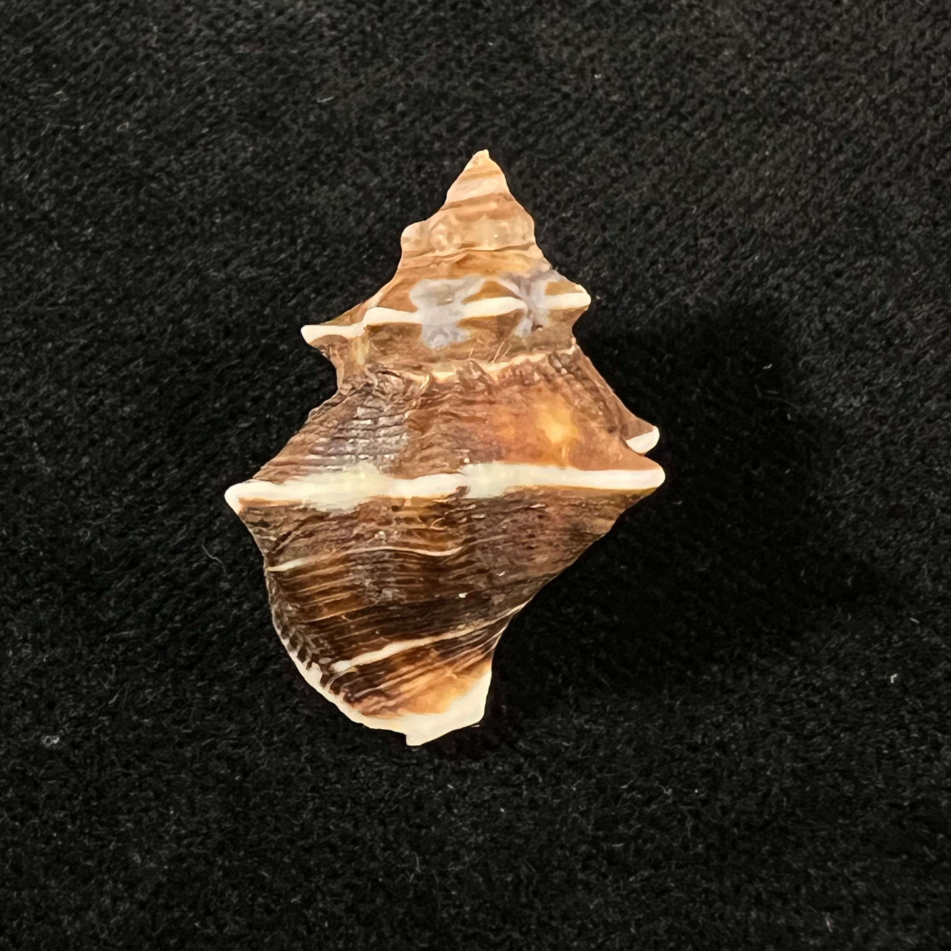 Thaisella kiosquiformis (Duclos, 1832) - 27,7mm