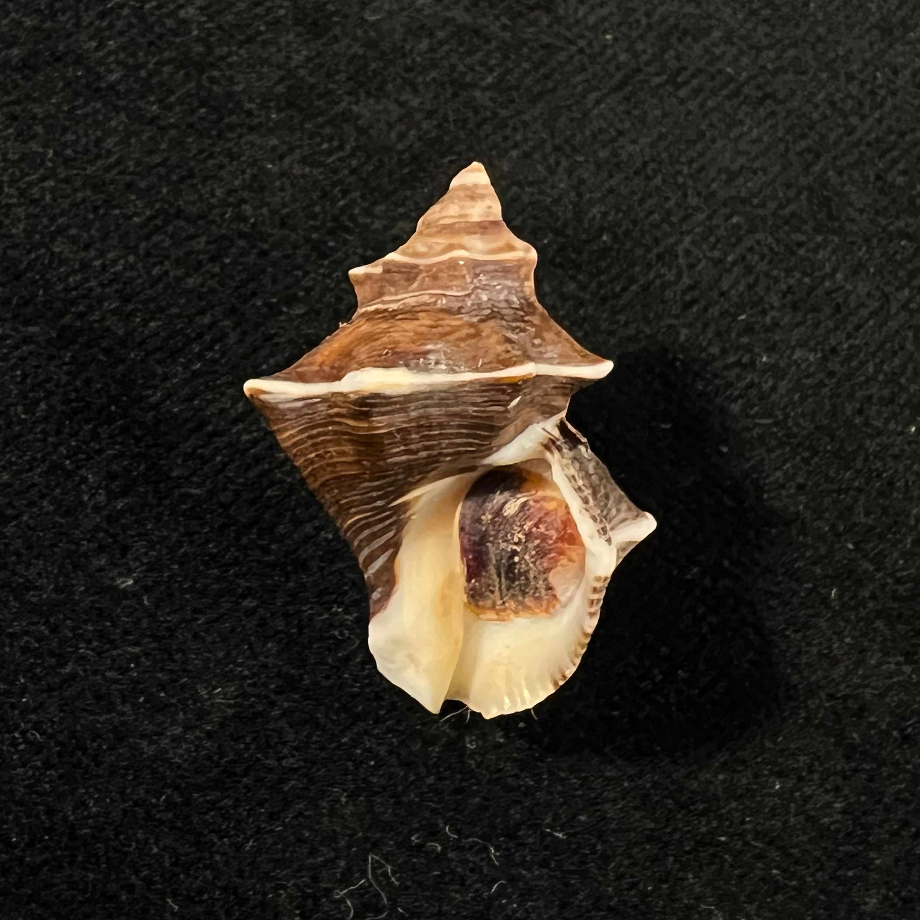 Thaisella kiosquiformis (Duclos, 1832) - 27,7mm