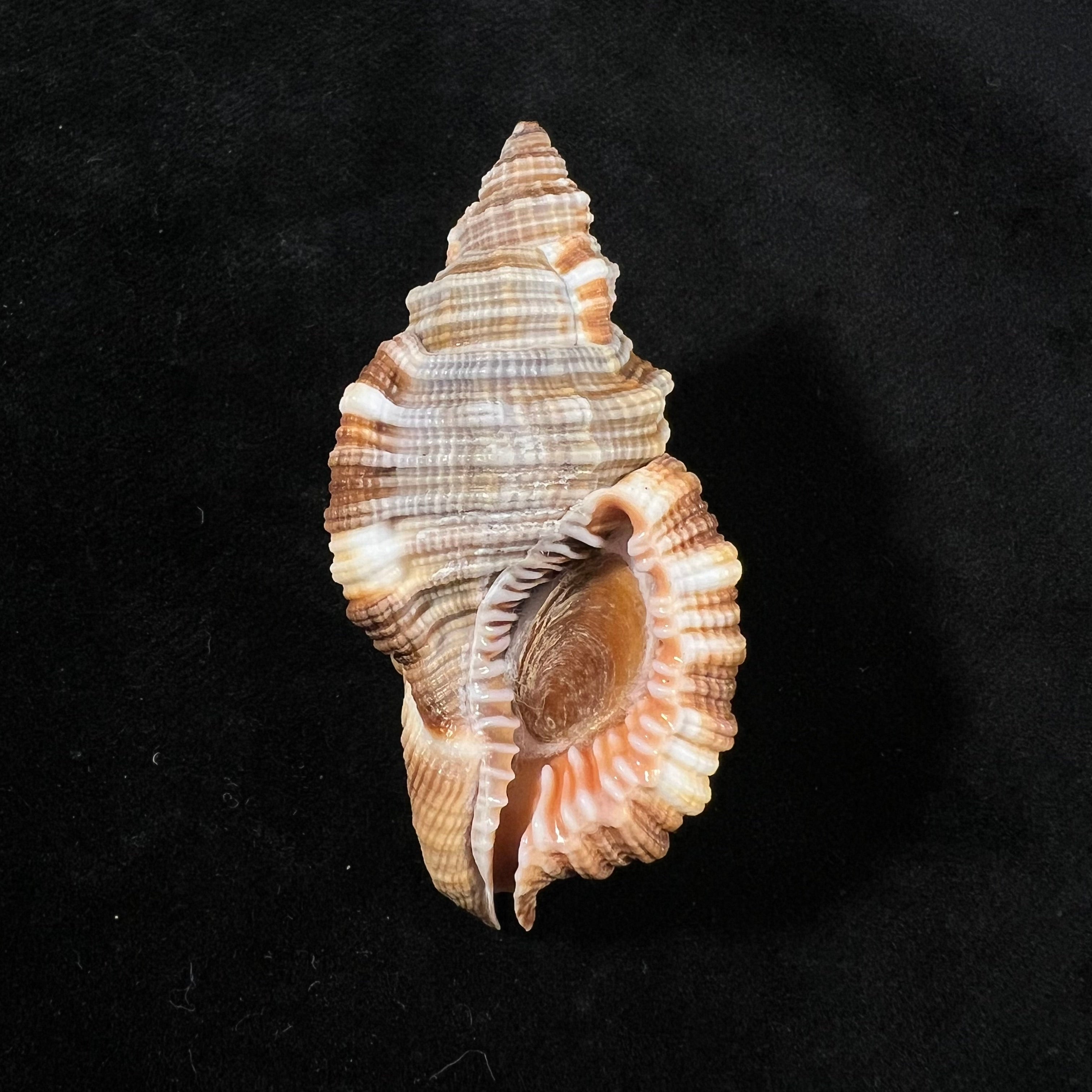 Monoplex pilearis (Linnaeus, 1758) - 57,8mm
