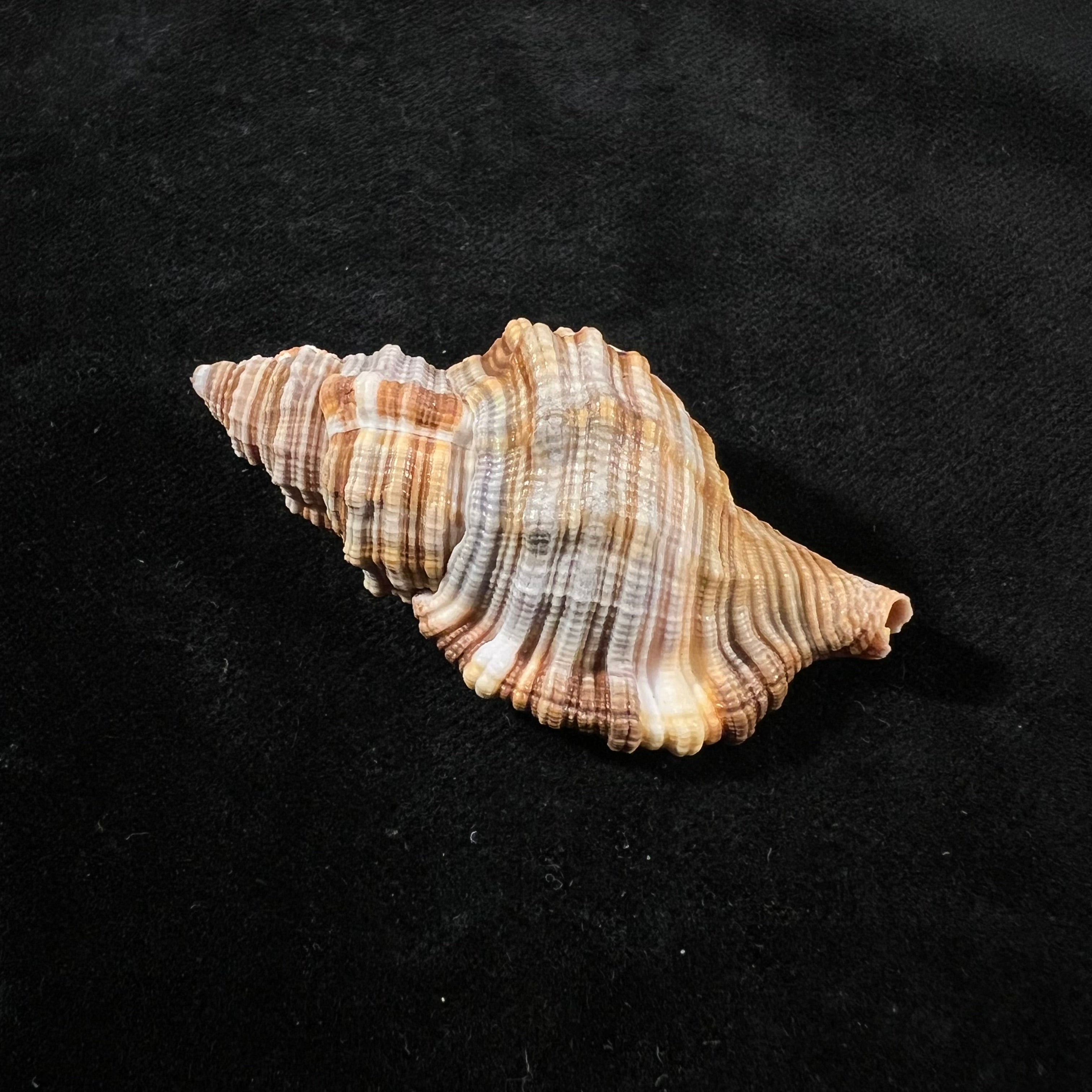 Monoplex pilearis (Linnaeus, 1758) - 57,8mm