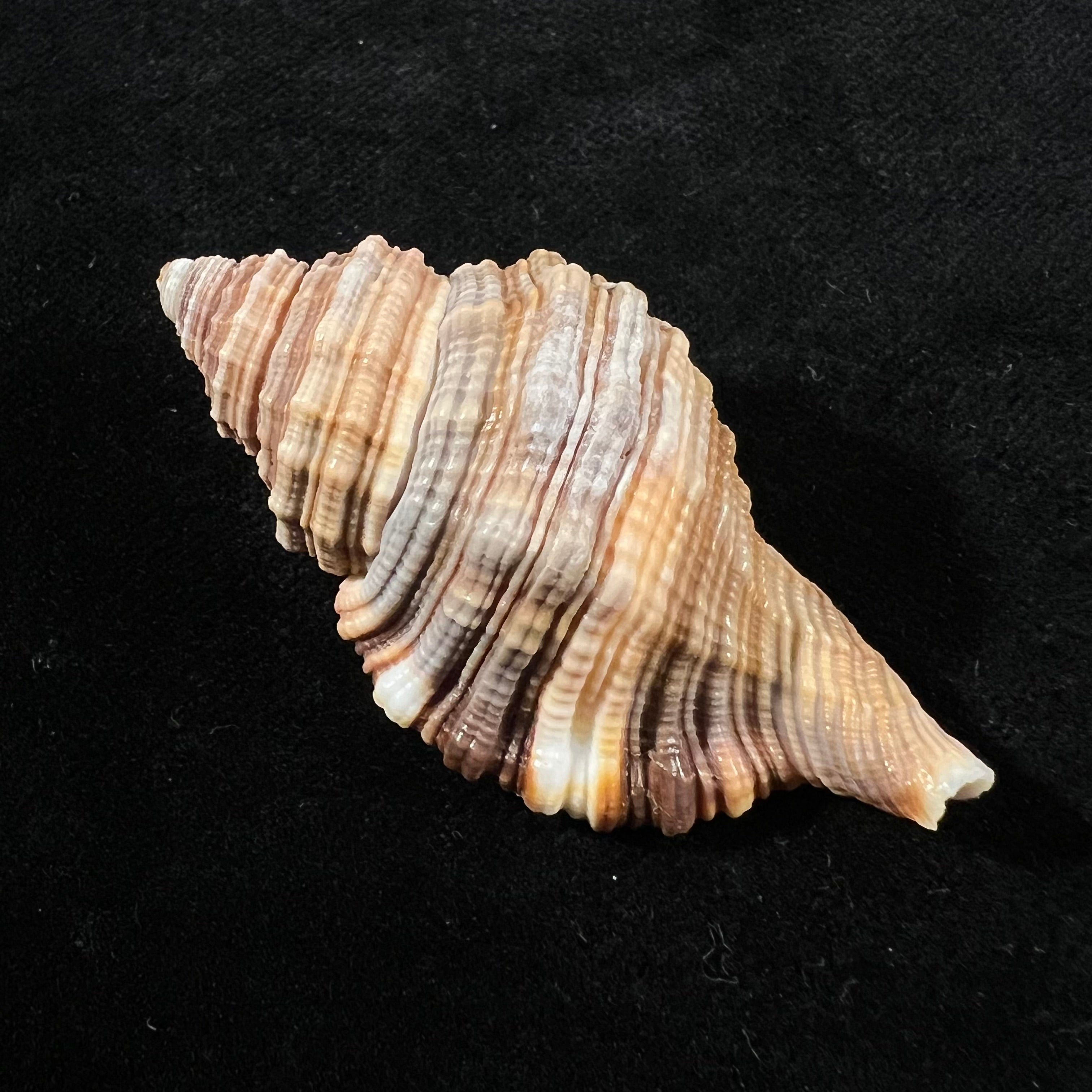 Monoplex pilearis (Linnaeus, 1758) - 55,4mm