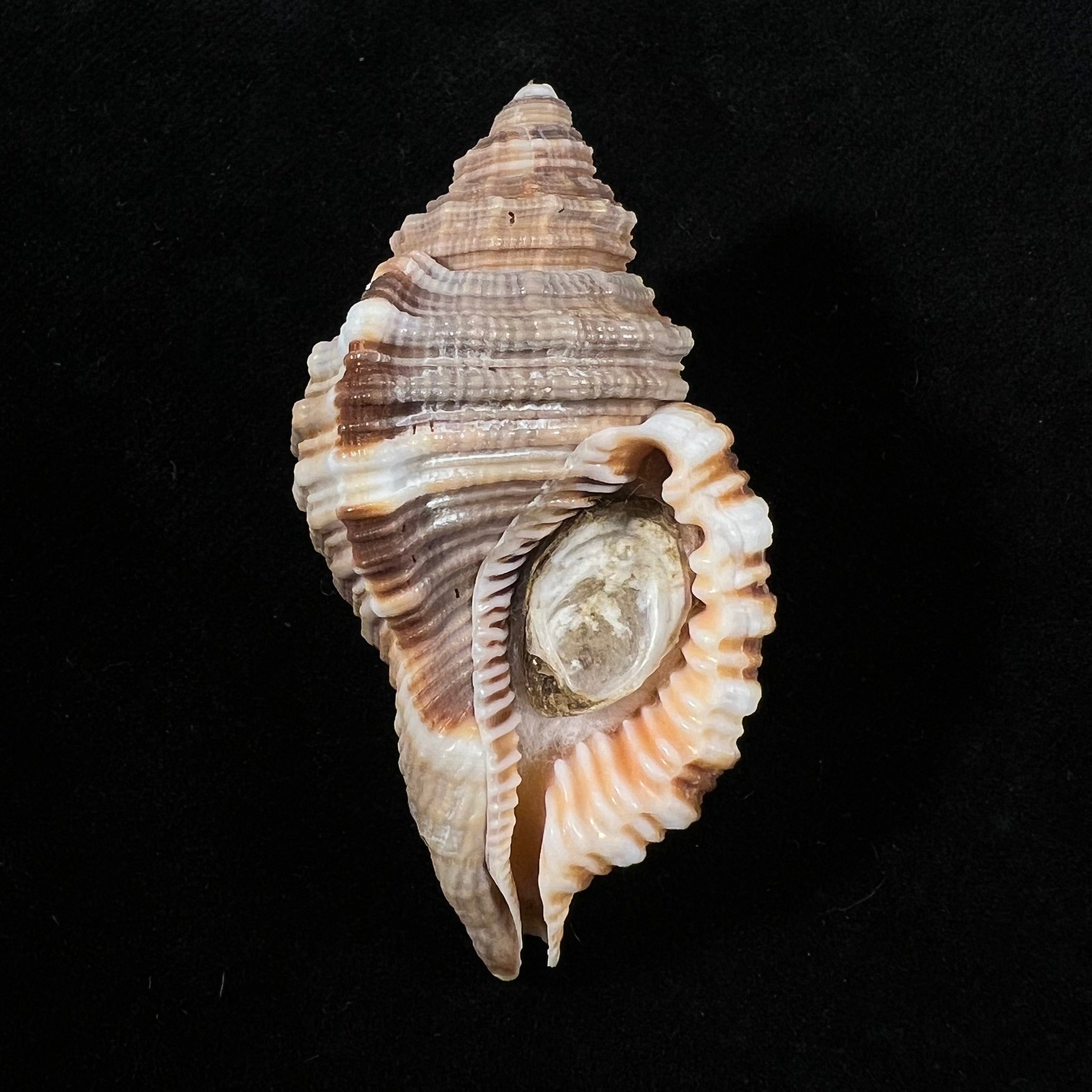 Monoplex pilearis (Linnaeus, 1758) - 55,4mm