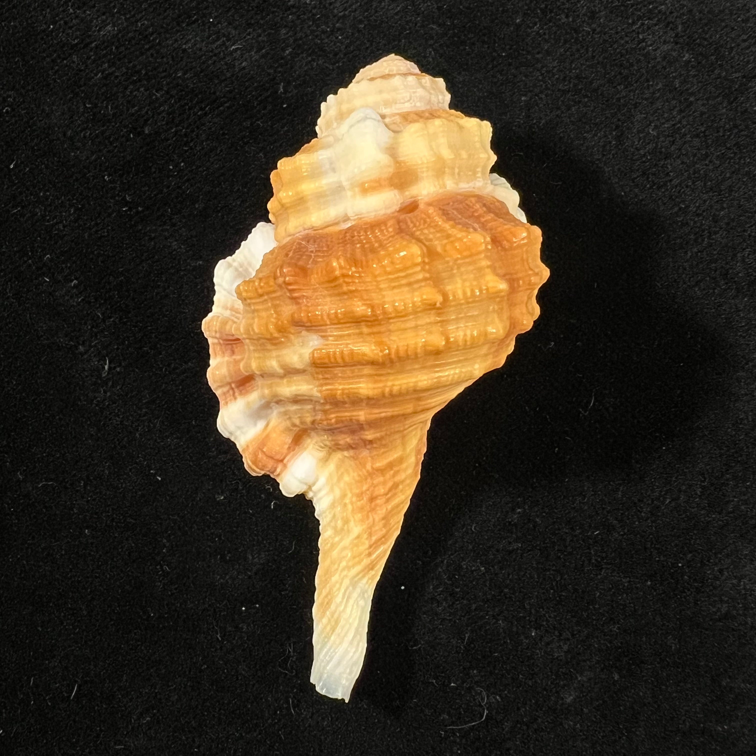 Cymatium caribbaeum Clench & Turner, 1957 - 63,2mm