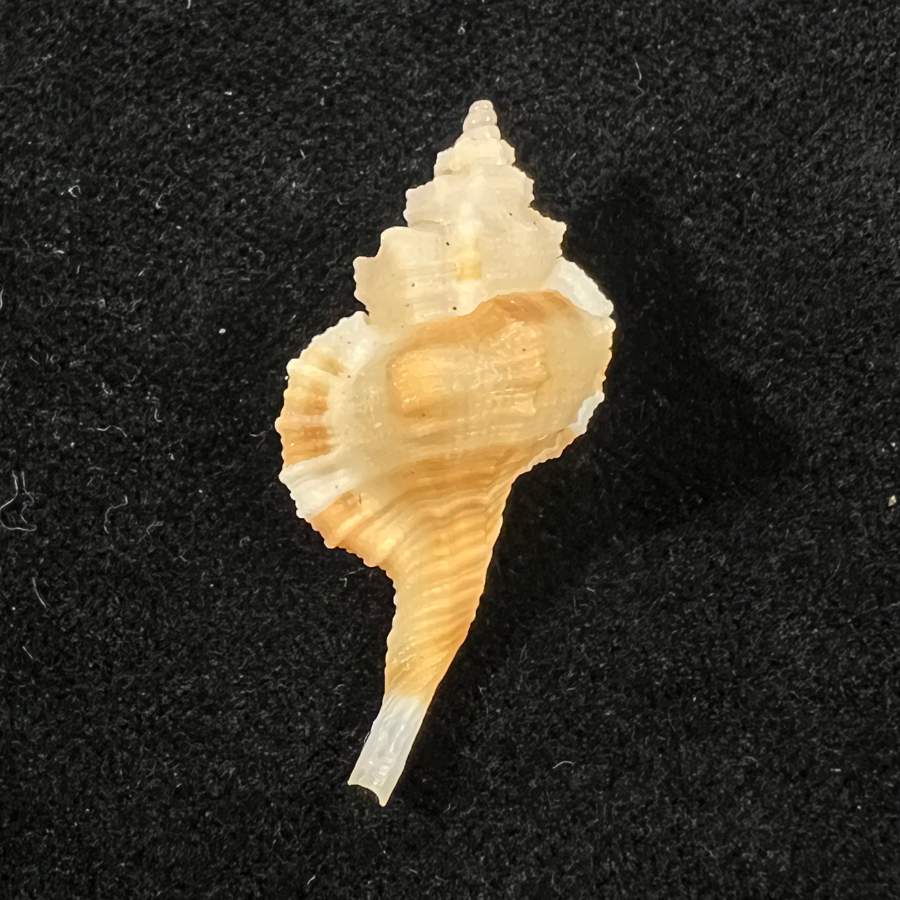 Monoplex comptus (A. Adams, 1855) - 33,8mm