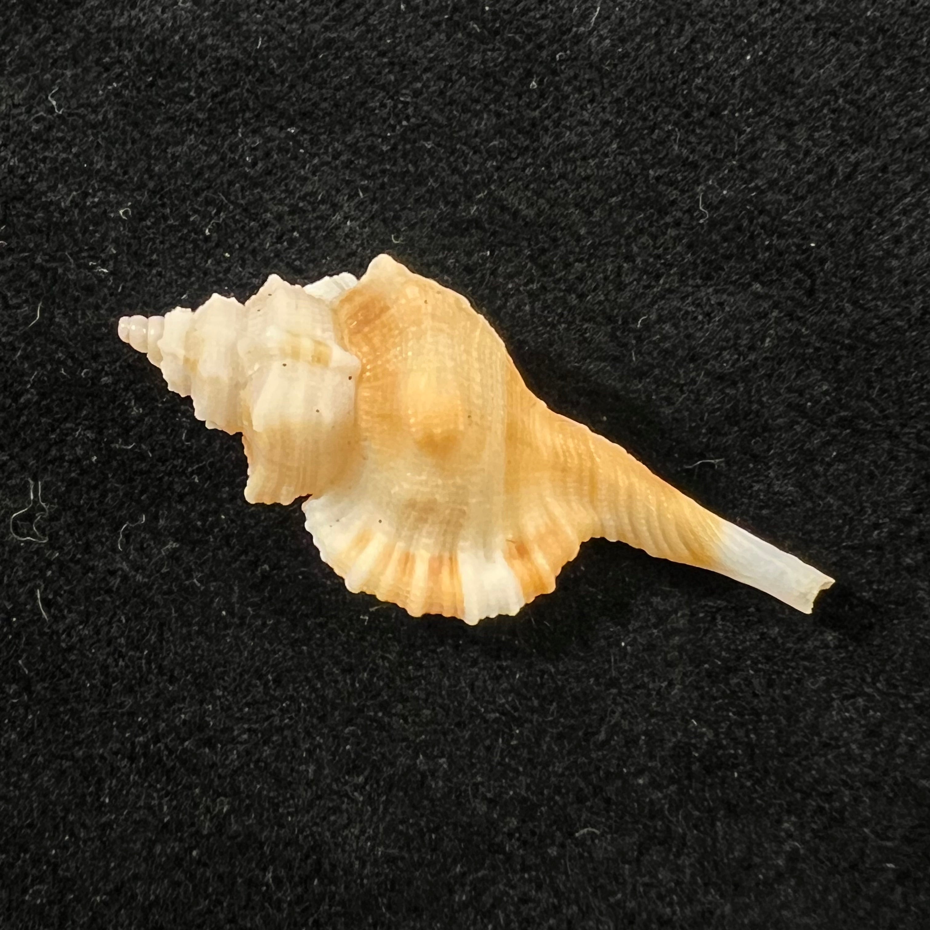 Monoplex comptus (A. Adams, 1855) - 33,8mm