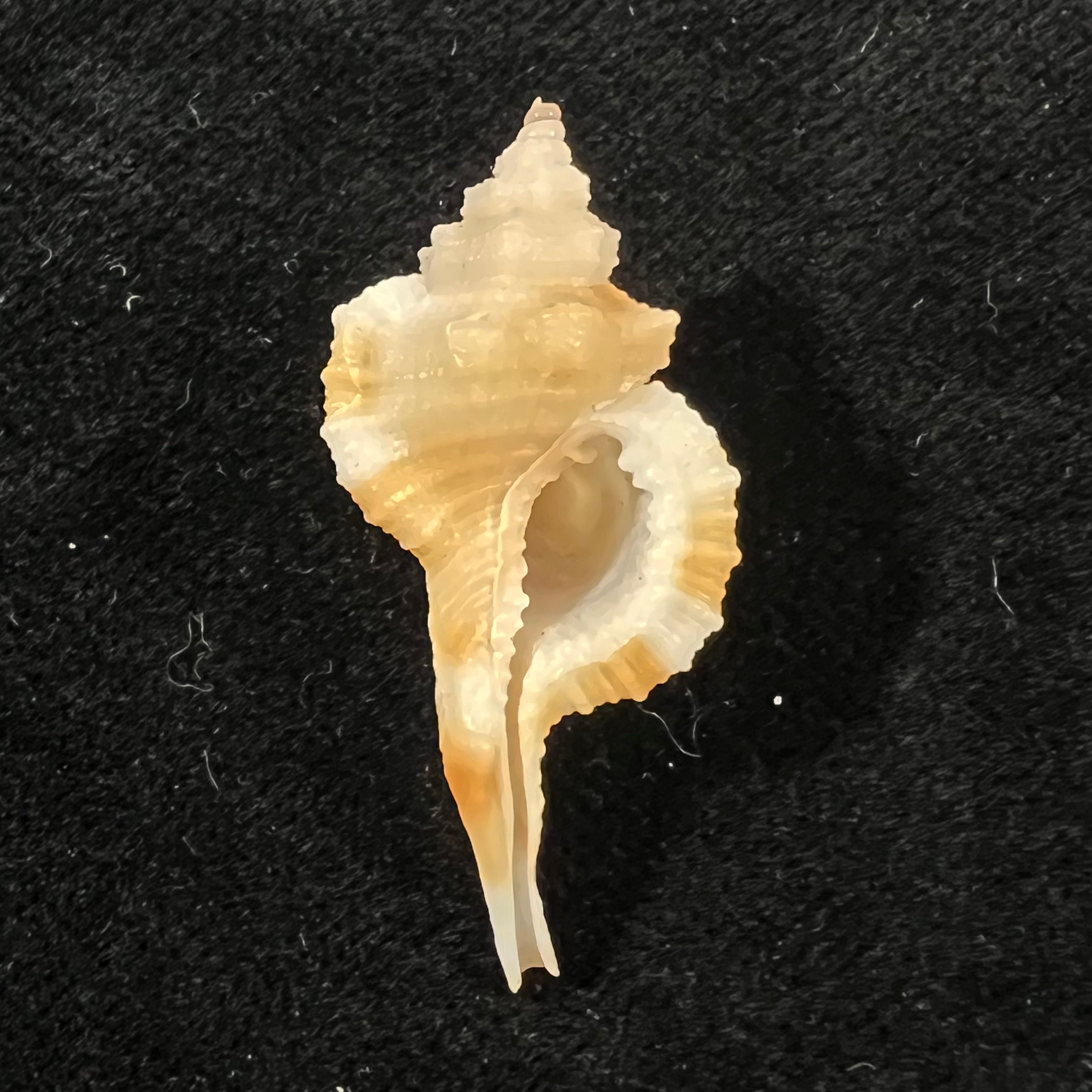 Monoplex comptus (A. Adams, 1855) - 33,8mm