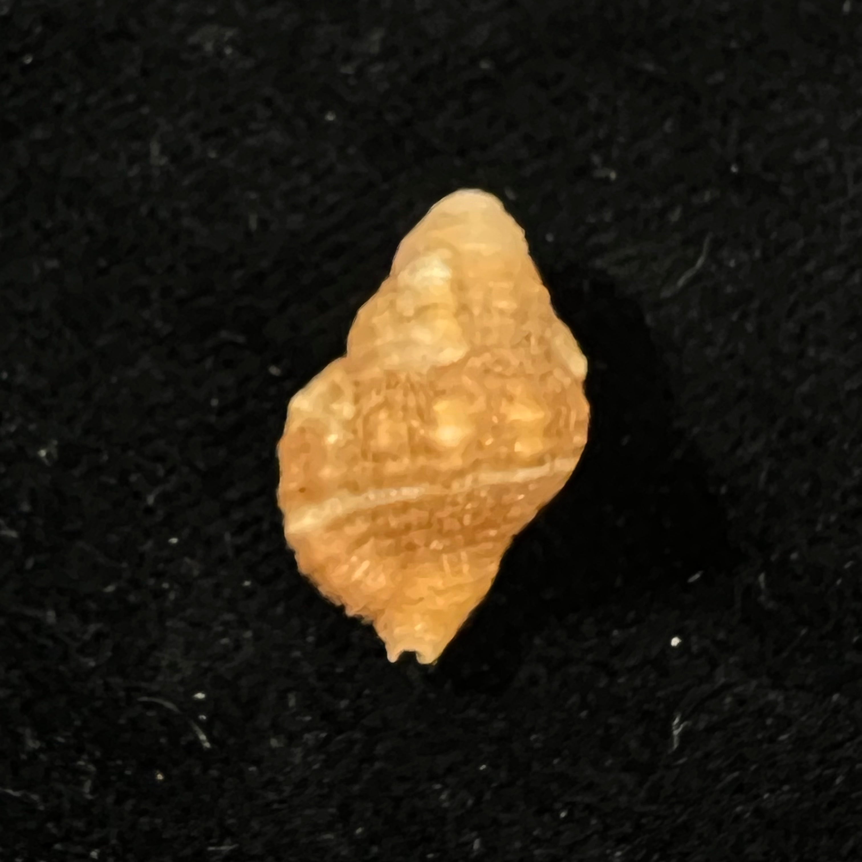 Septa occidentalis (Mörch, 1877) - 18,8mm