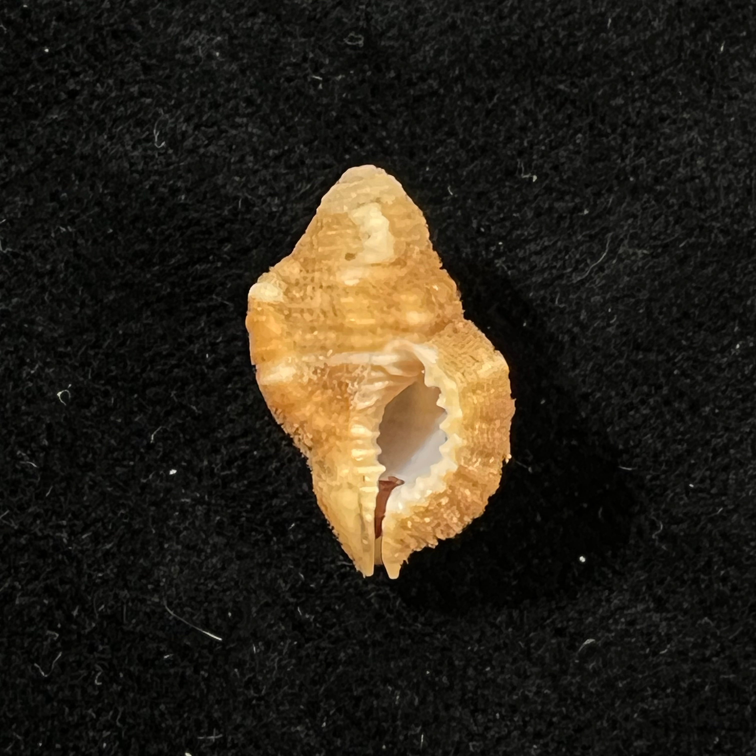 Septa occidentalis (Mörch, 1877) - 18,8mm