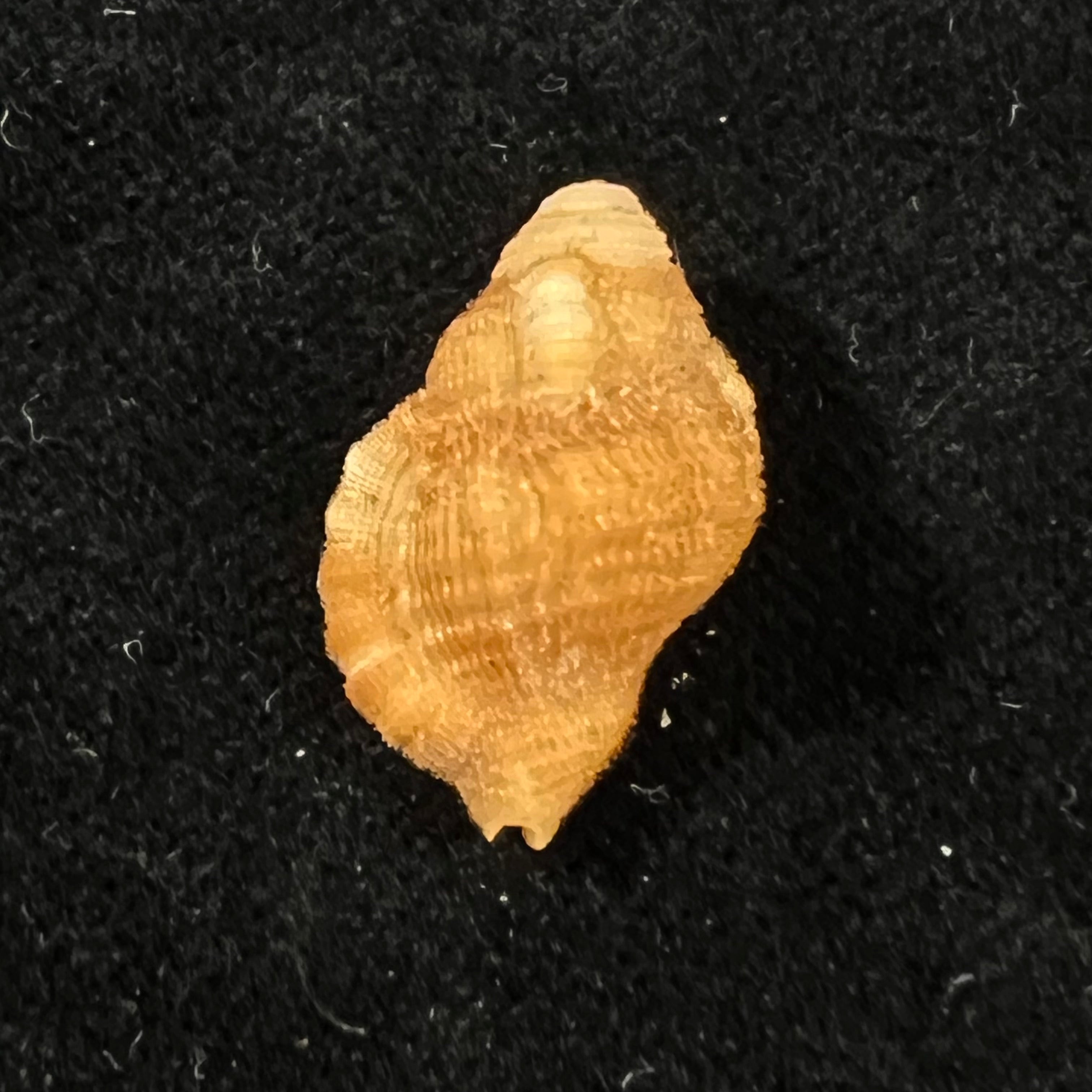 Septa occidentalis (Mörch, 1877) - 21,1mm