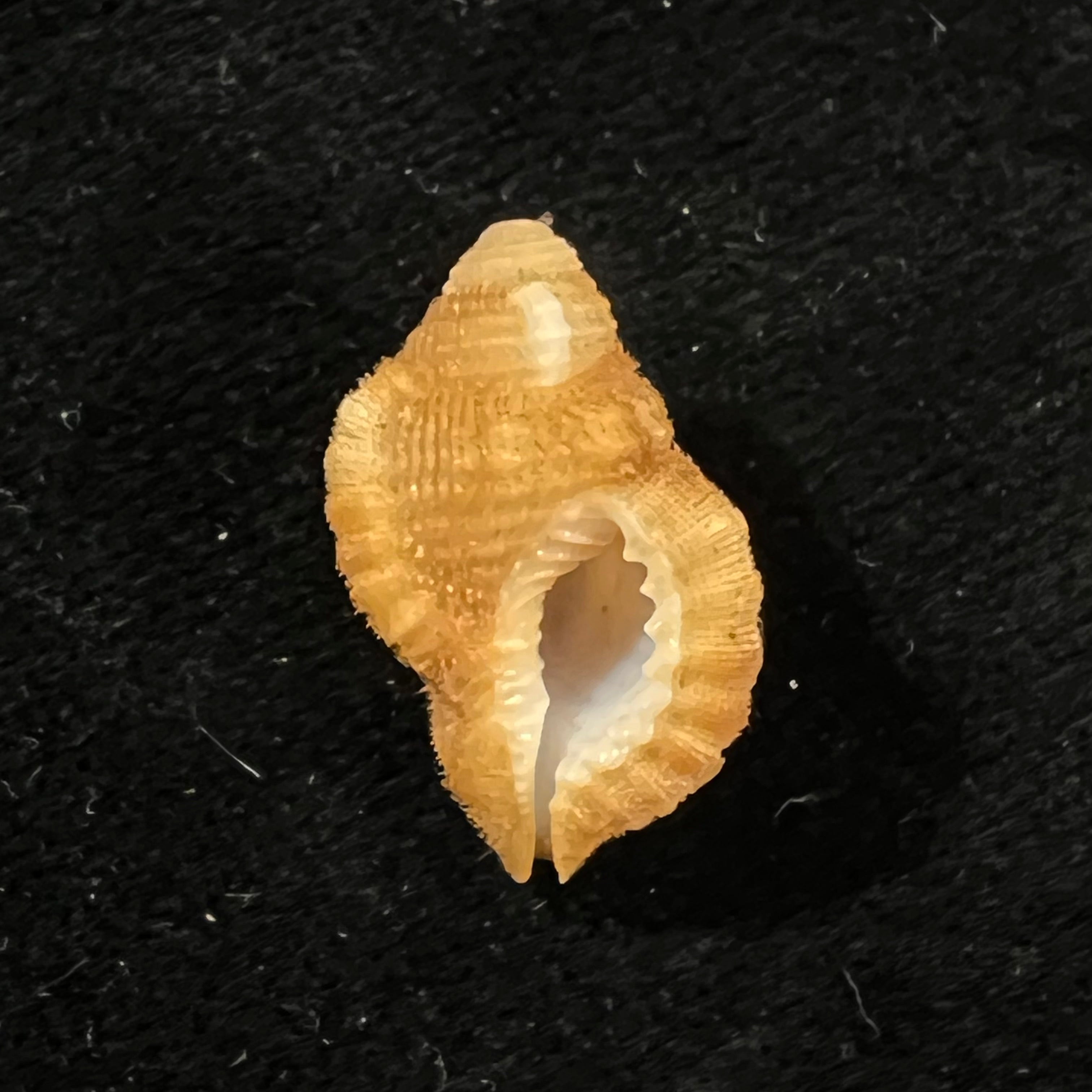 Septa occidentalis (Mörch, 1877) - 21,1mm
