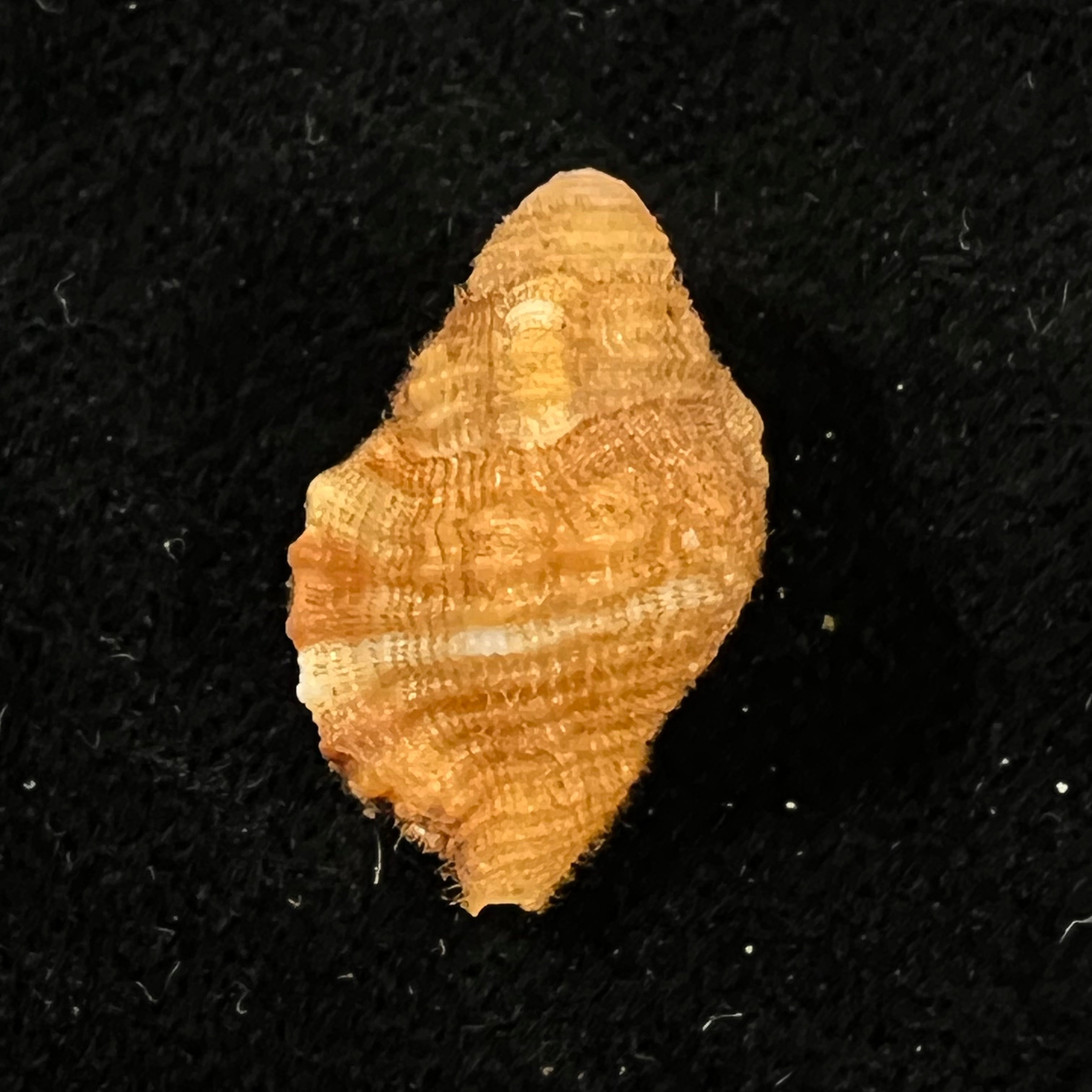 Septa occidentalis (Mörch, 1877) - 21,3mm