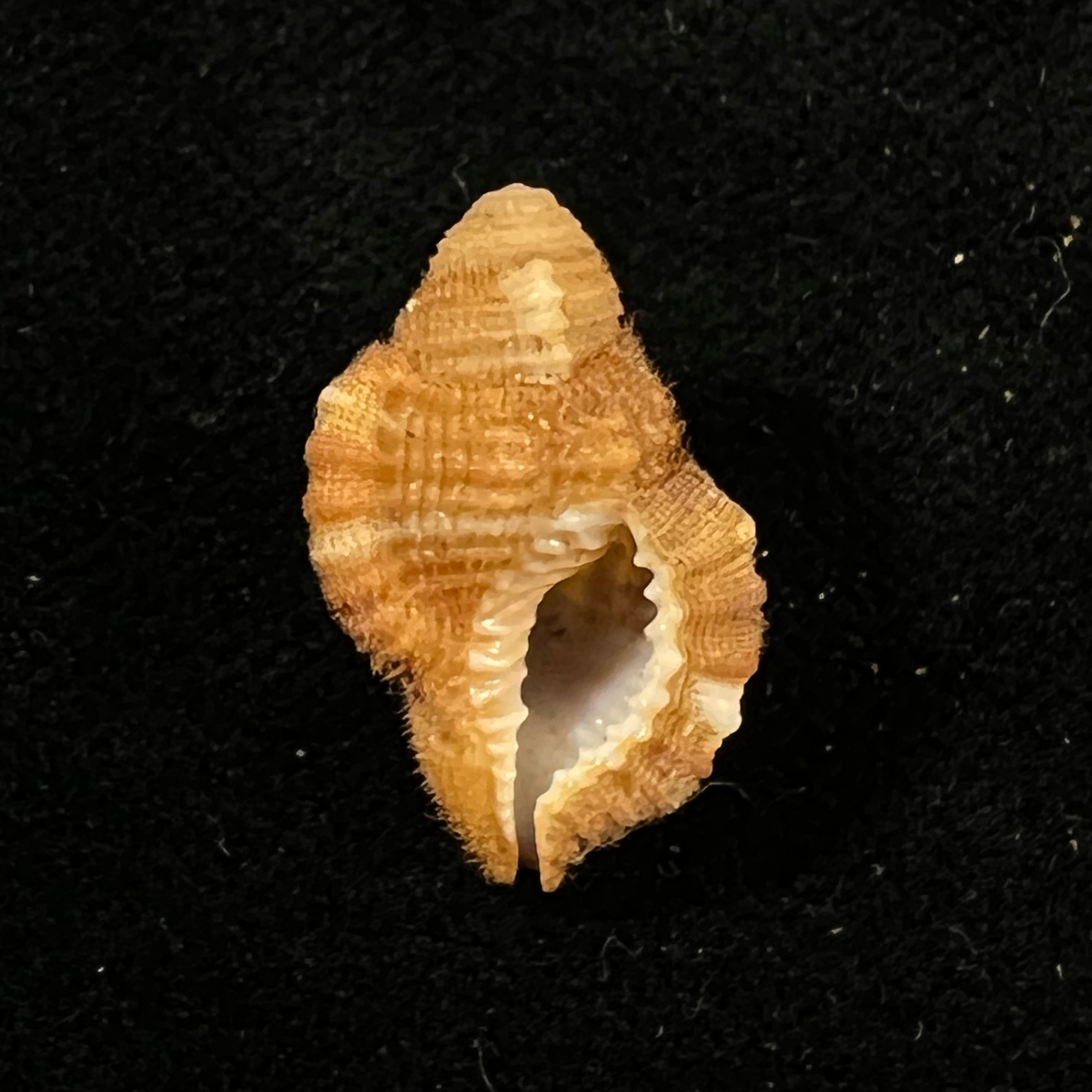 Septa occidentalis (Mörch, 1877) - 21,3mm