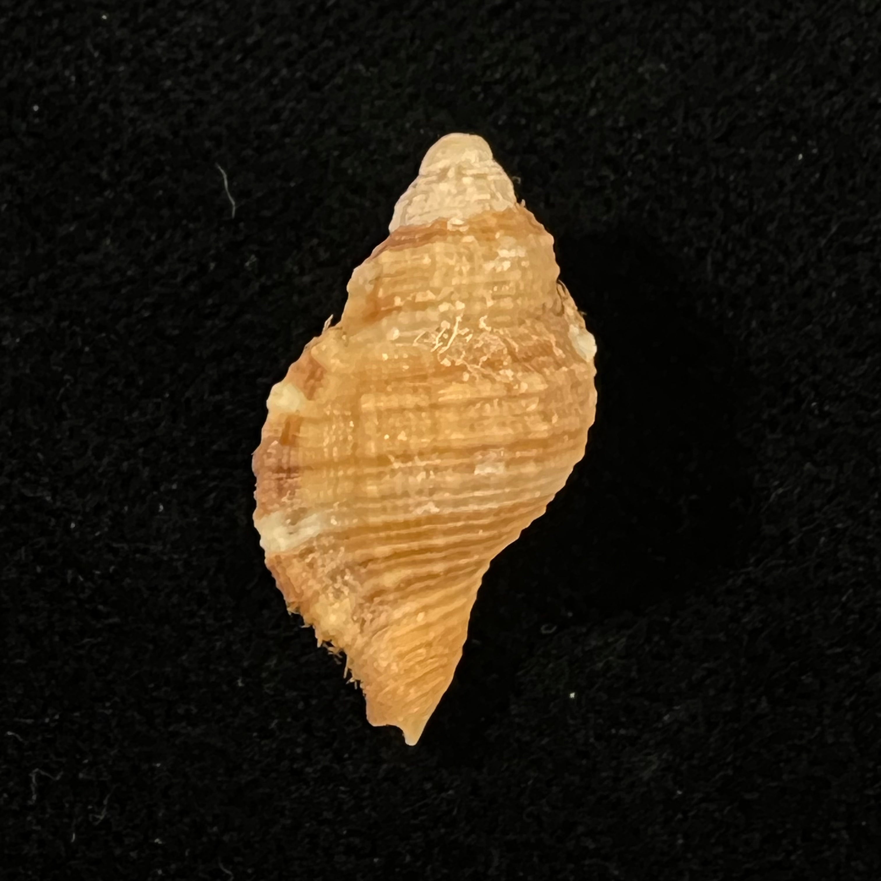 Septa occidentalis (Mörch, 1877) - 24,1mm