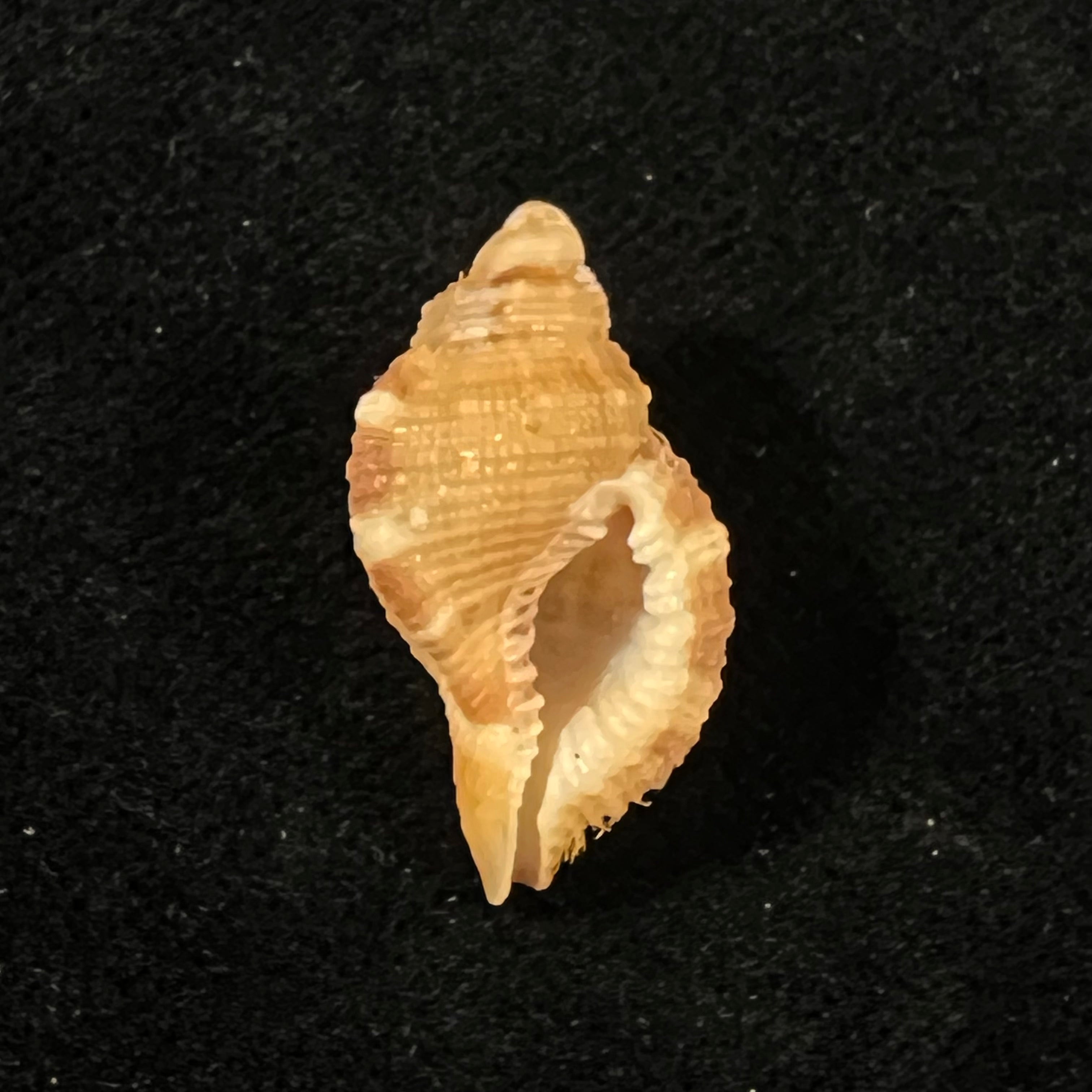 Septa occidentalis (Mörch, 1877) - 24,1mm