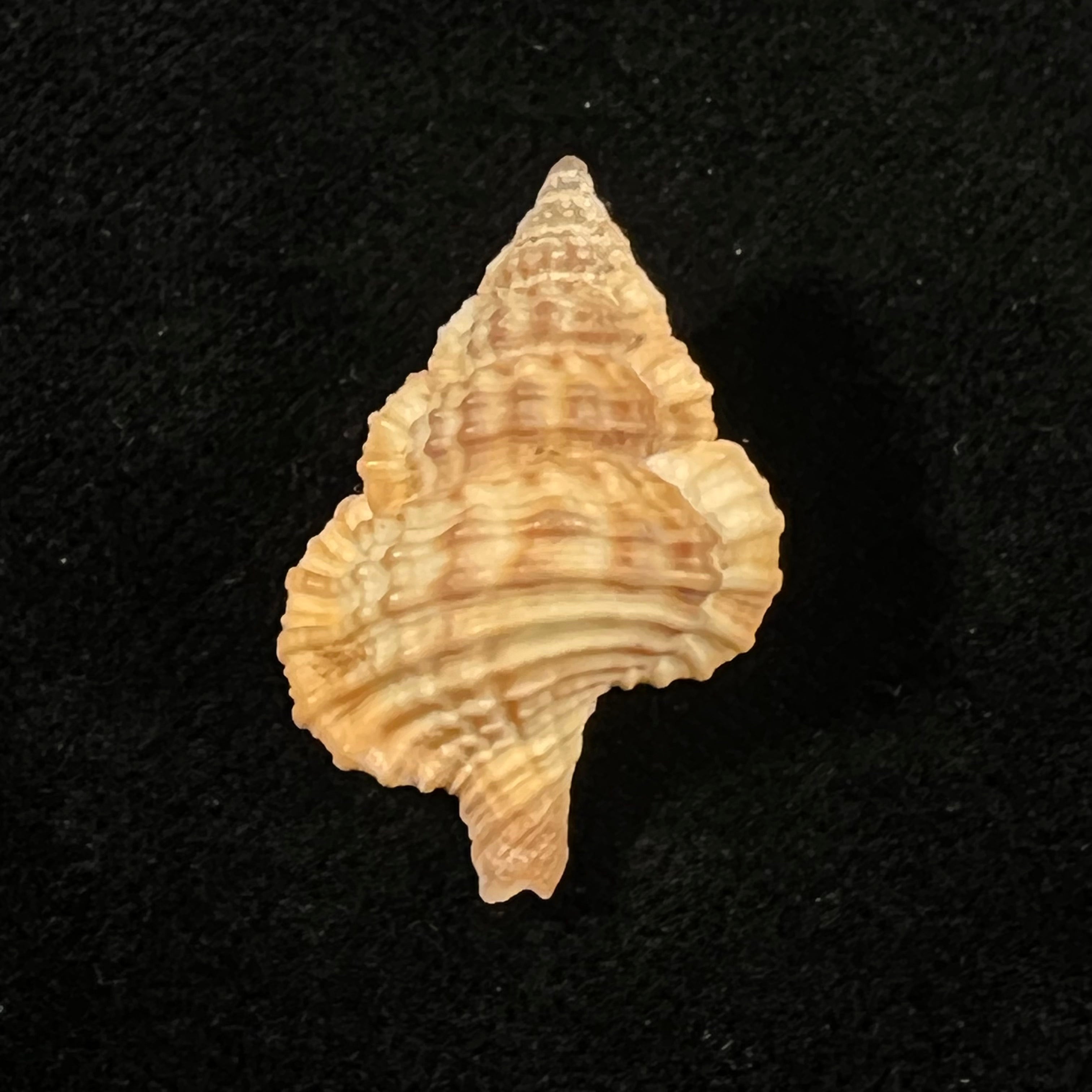 Gyrineum bituberculare (Lamarck, 1816) - 28,2mm