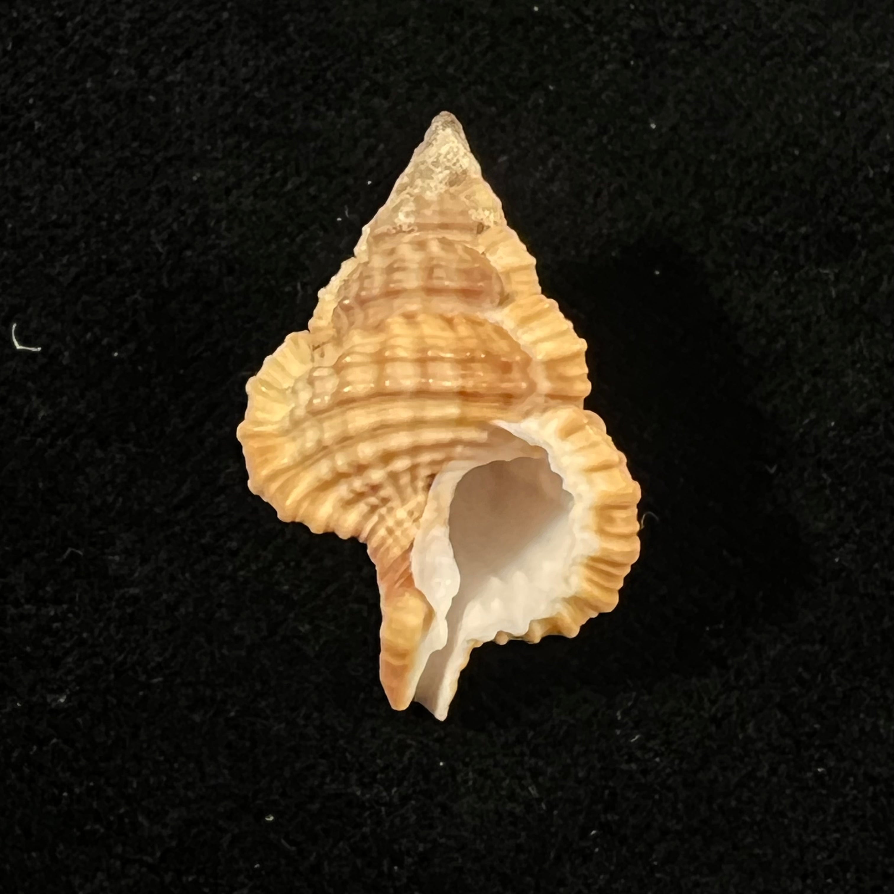 Gyrineum bituberculare (Lamarck, 1816) - 28,2mm