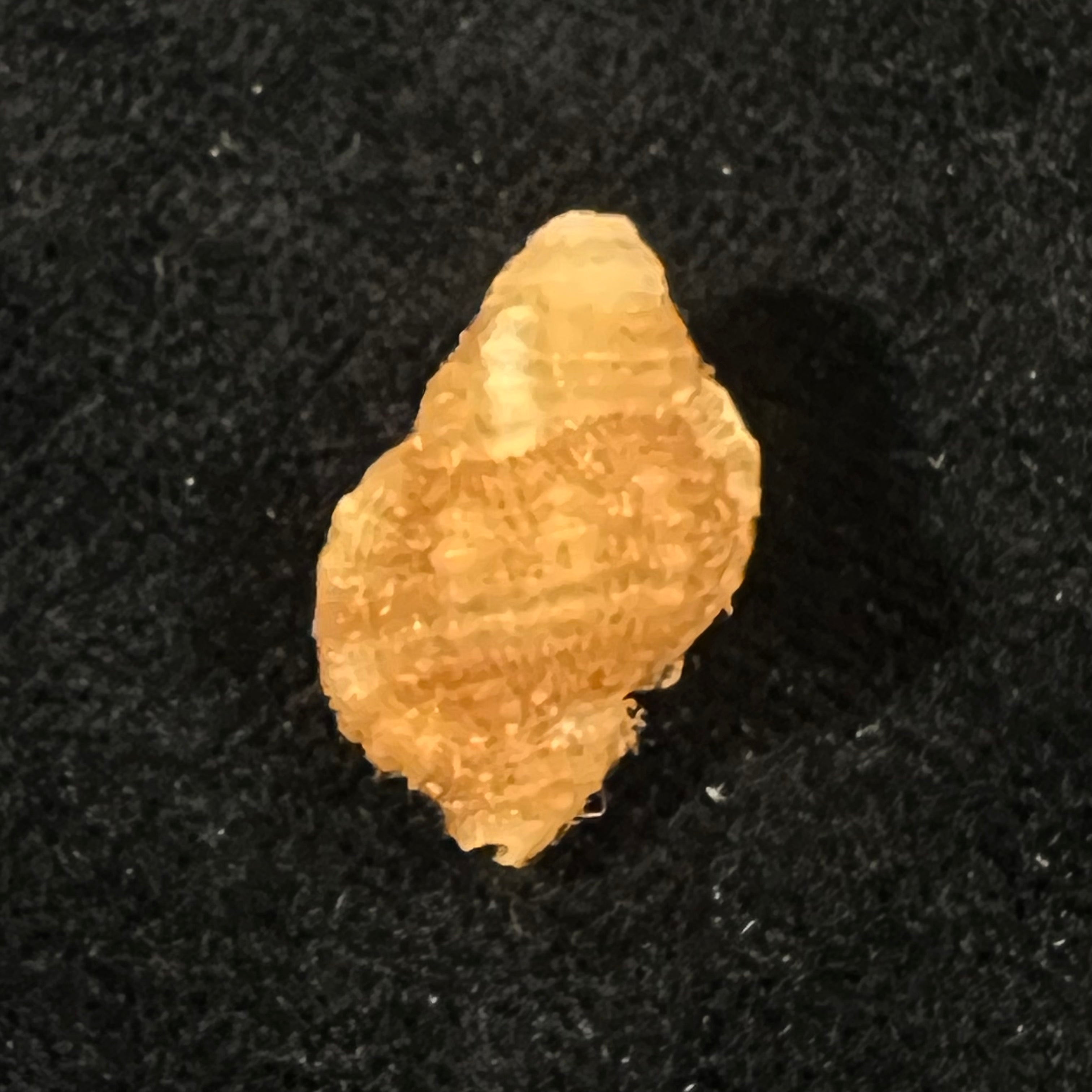 Septa occidentalis (Mörch, 1877) - 19,2mm
