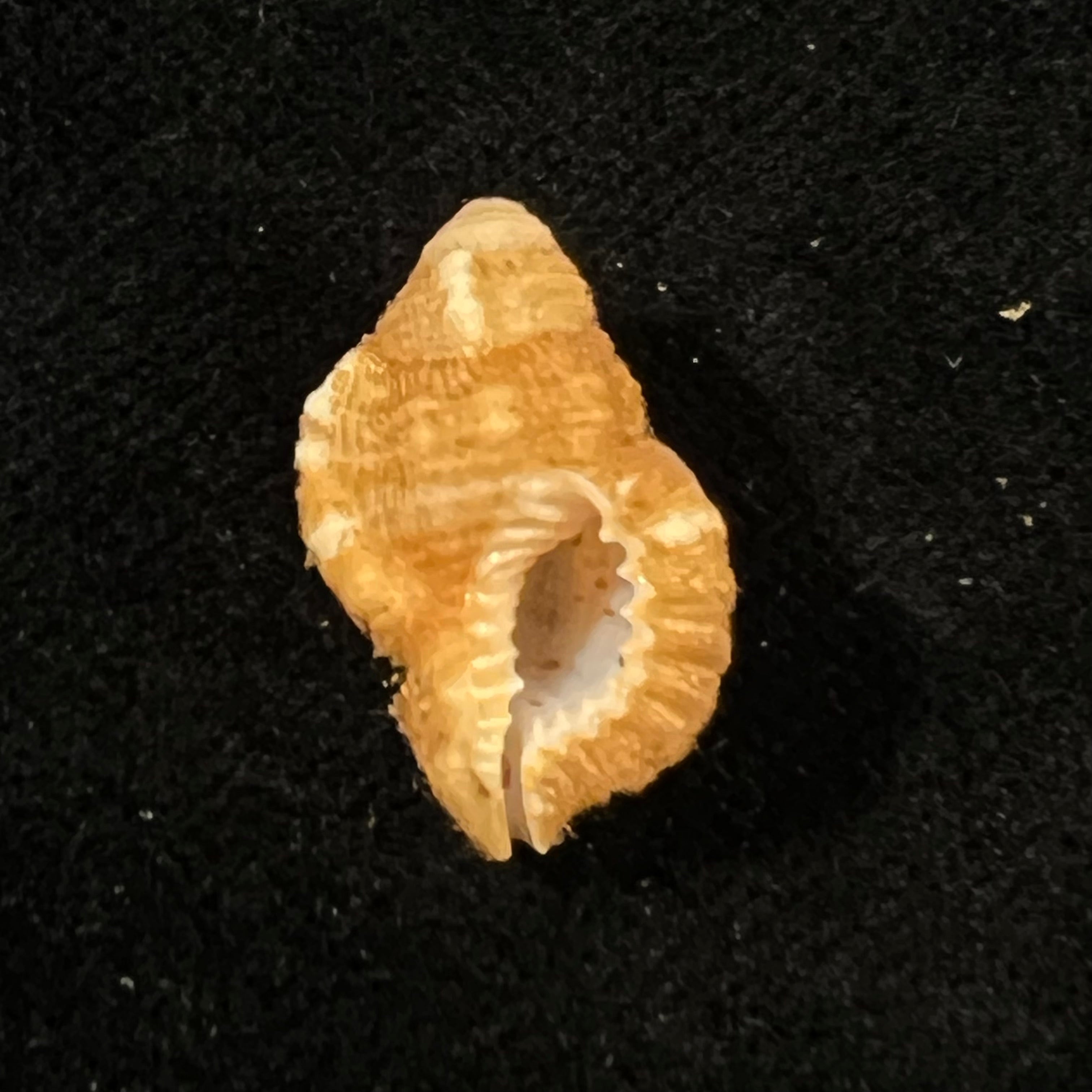Septa occidentalis (Mörch, 1877) - 19,2mm