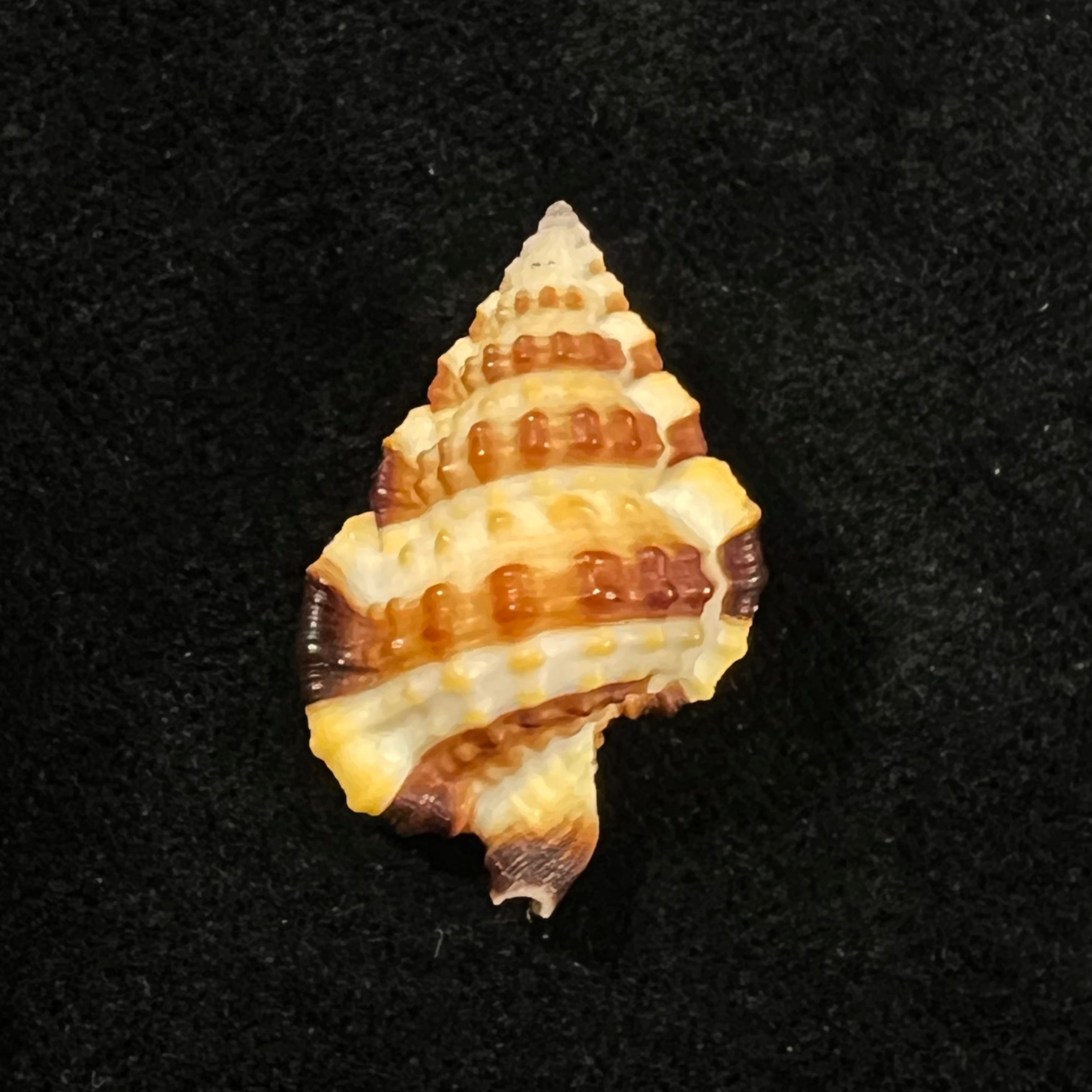 Gyrineum gyrinum (Linnaeus, 1758) - 27,7mm